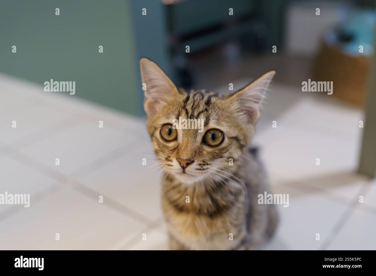 Piccoli cuccioli di marrone gattino degli animali carini in casa Foto Stock
