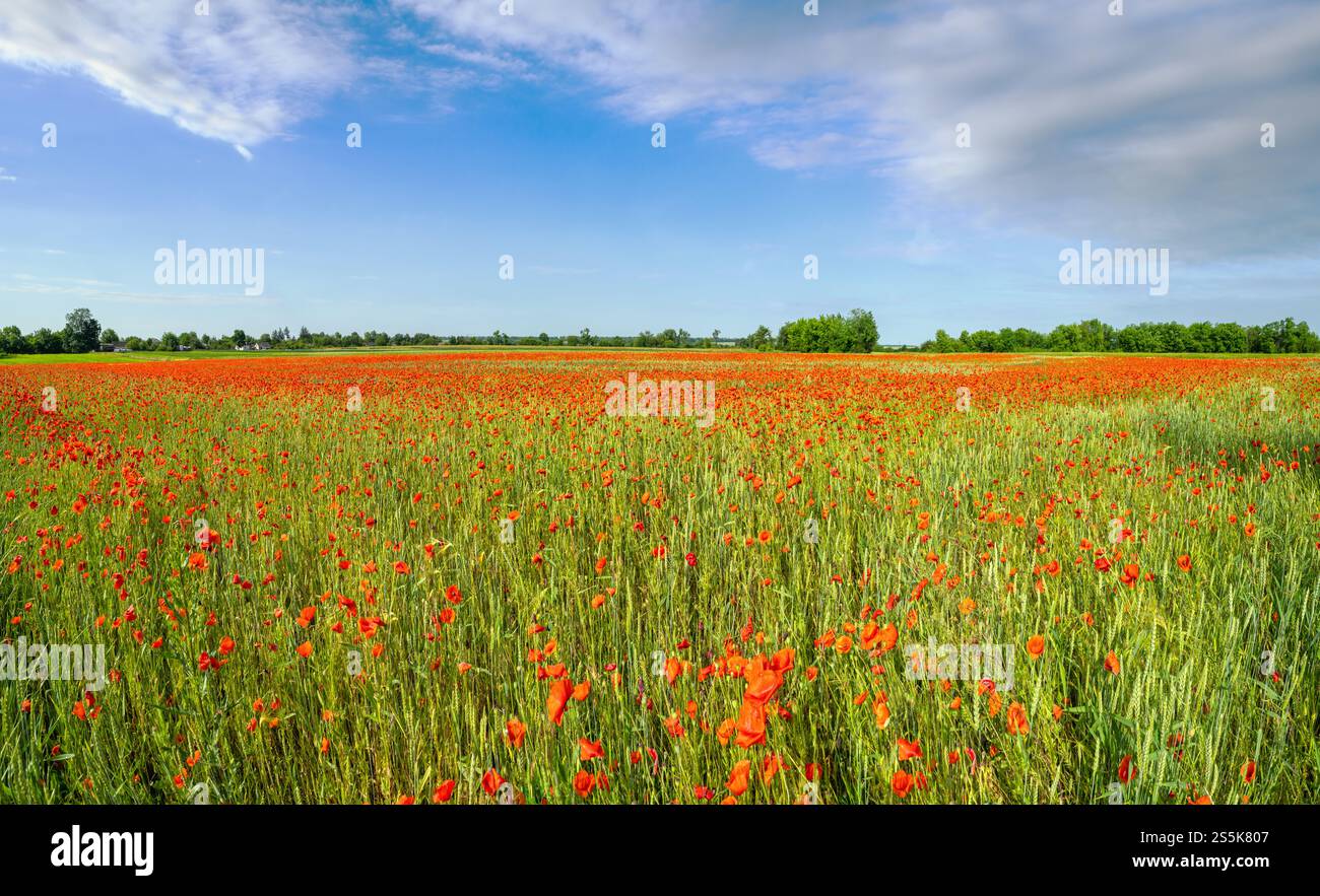 Bella campagna ucraina primavera paesaggio con campo di grano e fiori di papavero rosso, Ucraina, giorno di sole, cielo blu con le nuvole. Foto Stock