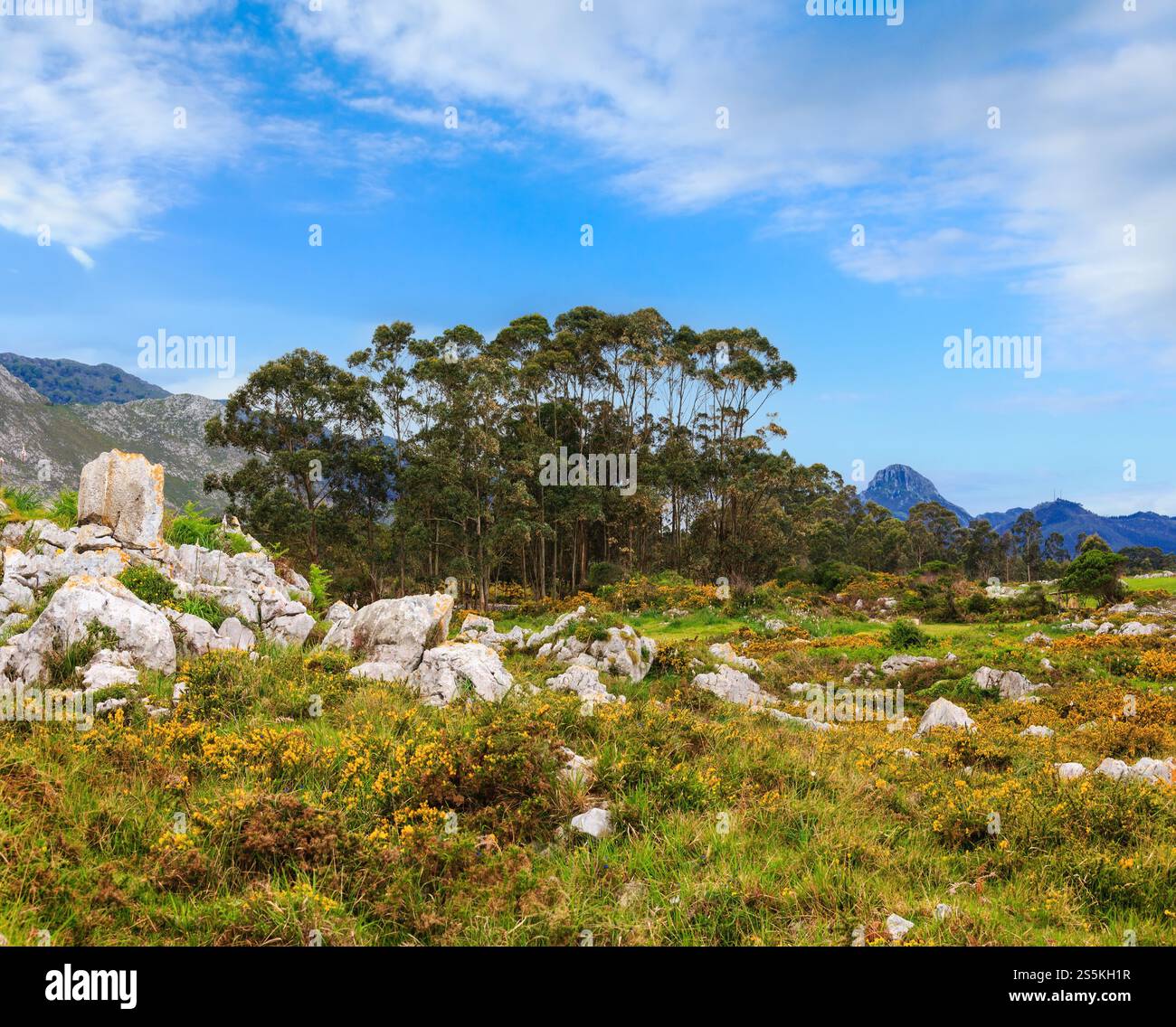 Fioritura estiva collina con boccole di colore giallo, pietre e alberi (vicino a Camango, nelle Asturie (Spagna). Foto Stock