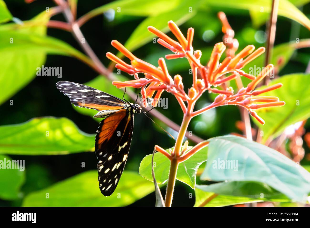 Dettagli di design e colori delle ali di una farfalla Foto Stock