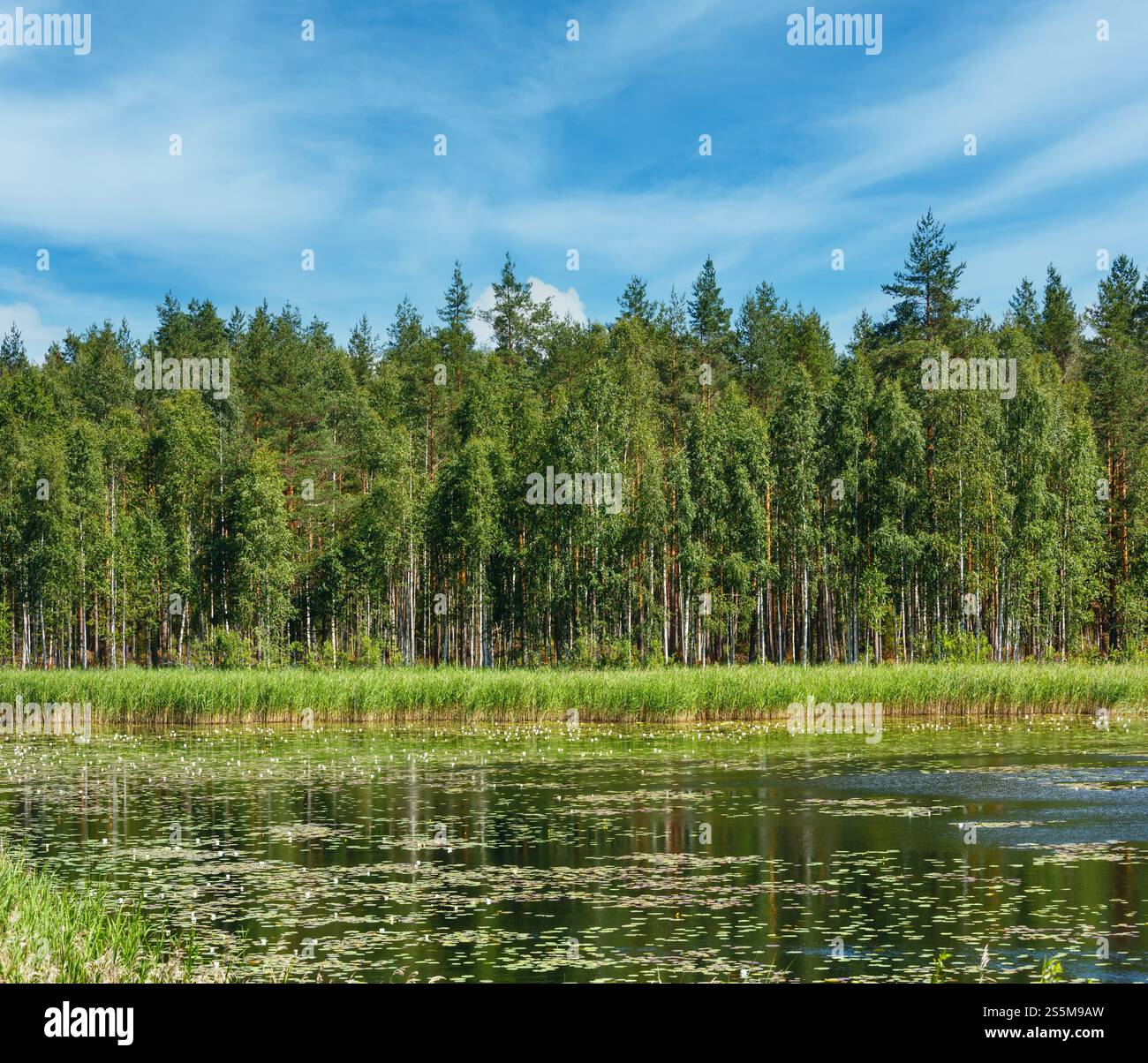 Il lago di Ruotsalainen summer view con acqua lilys sulla superficie (vicino Hevossaari, Finlandia). Foto Stock