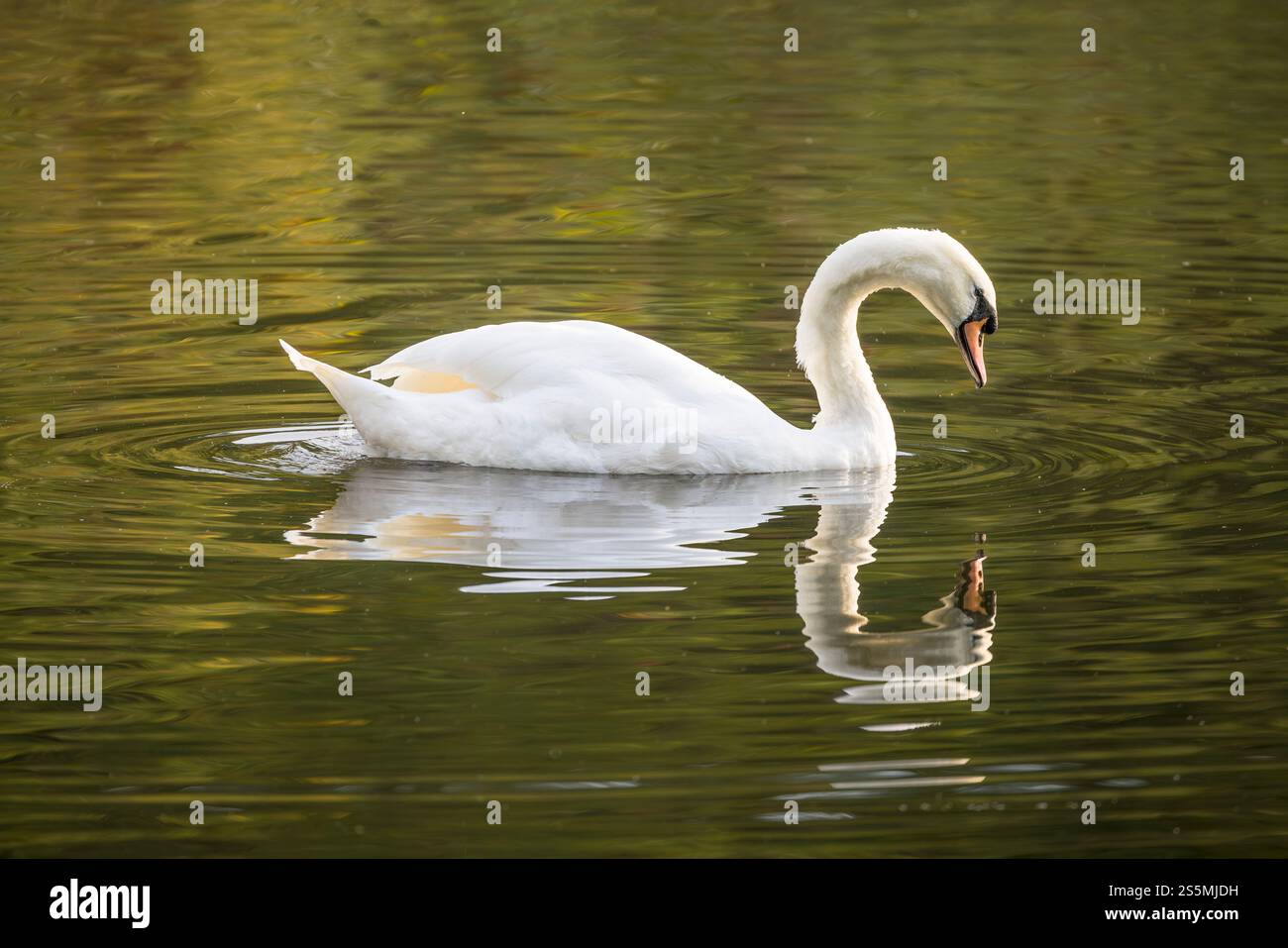 Cigno muta (Cygnus olor) che nuota sul fiume Nidd, Nidderdale, Yorkshire Dales, North Yorkshire, Regno Unito Foto Stock
