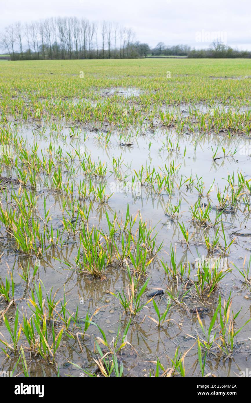 Colture acquatiche in un campo inondato di acqua piovana in primavera. Buckinghamshire, Regno Unito Foto Stock