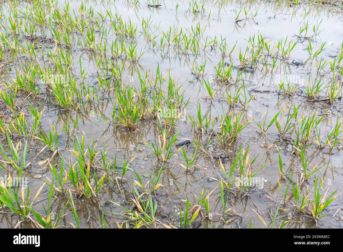 Colture acquatiche in un campo inondato di acqua piovana in primavera. Buckinghamshire, Regno Unito Foto Stock