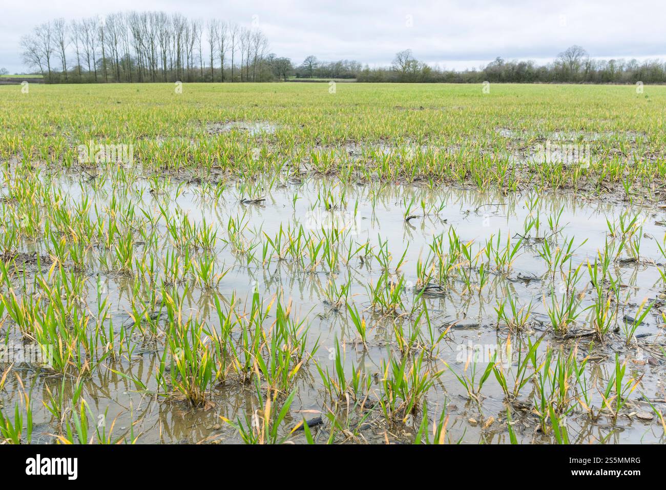 Colture acquatiche in un campo inondato di acqua piovana in primavera. Buckinghamshire, Regno Unito Foto Stock