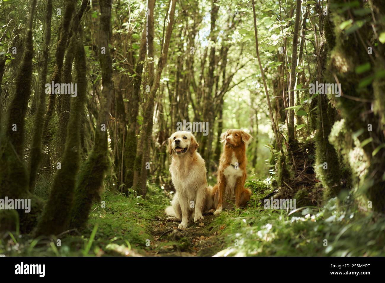 Due Retriever, un Labrador e un Retriever Tolling Duck della nuova Scozia, che camminano insieme su un sentiero verde nella foresta. L'immagine cattura la loro compagnia Foto Stock