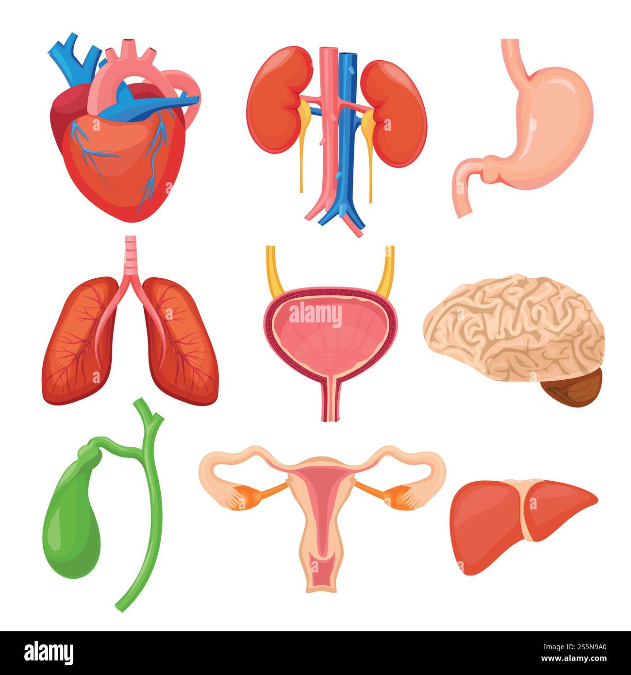 Organi umani. Cuore reni polmoni fegato stomaco anatomia cartoon vettoriale raccolta immagini. Illustrazione dell'anatomia umana, dello stomaco e del fegato, del cuore e dei reni. Organi umani. Cuore reni polmoni fegato stomaco anatomia cartoon vettoriale raccolta immagini Illustrazione Vettoriale