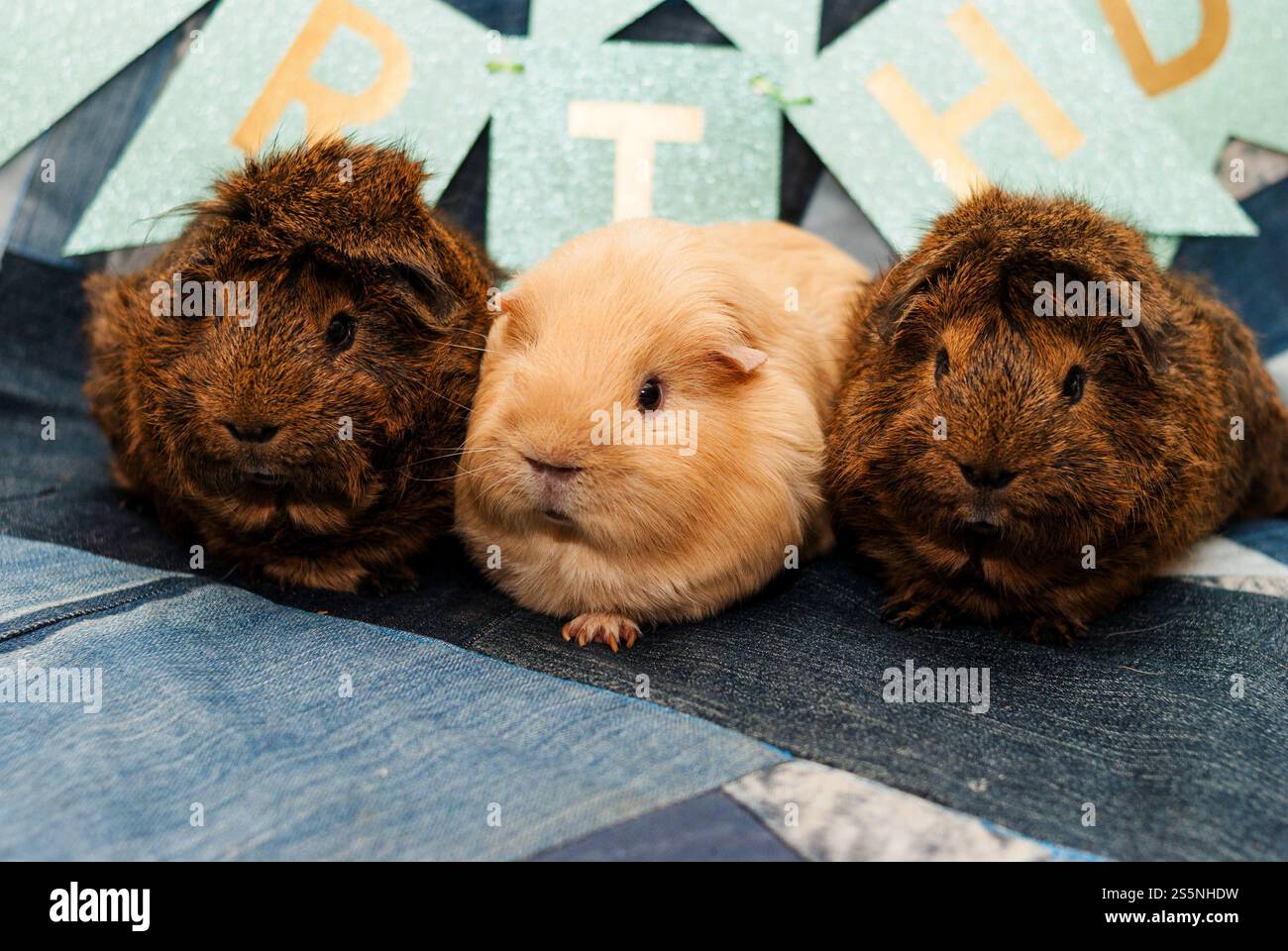 Due cavie peruviane marroni e un maiale d'India inglese di colore bufalo si trovano fianco a fianco su una coperta di denim. Festa di compleanno. Cura degli animali domestici. Foto Stock Due cavie peruviane marroni e un maiale d'India inglese di colore bufalo si trovano fianco a fianco su una coperta di denim. Festa di compleanno. Cura degli animali domestici. Foto Stock