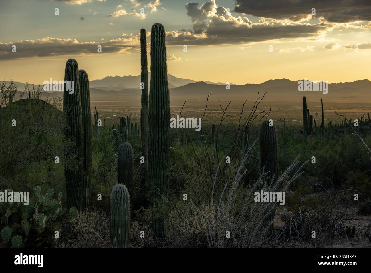 I Cactus di Saguaro si affacciano sulla Dusty Valley sottostante dal punto panoramico del Parco Nazionale di Saguaro Foto Stock