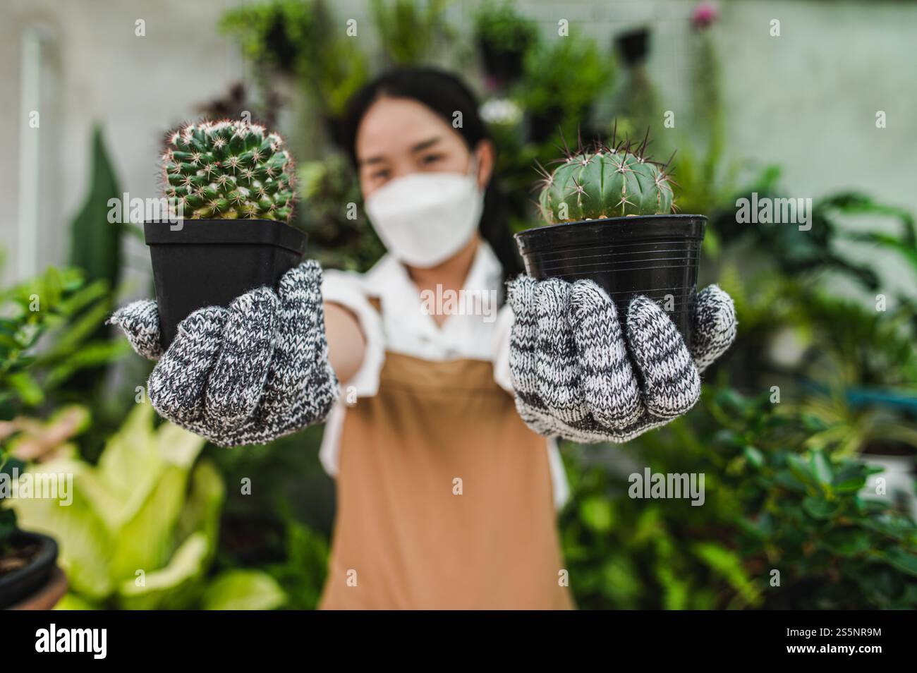 Attenzione selettiva, due cactus in mano a una giovane donna giardiniera, che indossa maschera, guanti e grembiule, piante d'appartamento in vaso dietro di lei, piccola impresa con Foto Stock Attenzione selettiva, due cactus in mano a una giovane donna giardiniera, che indossa maschera, guanti e grembiule, piante d'appartamento in vaso dietro di lei, piccola impresa con Foto Stock
