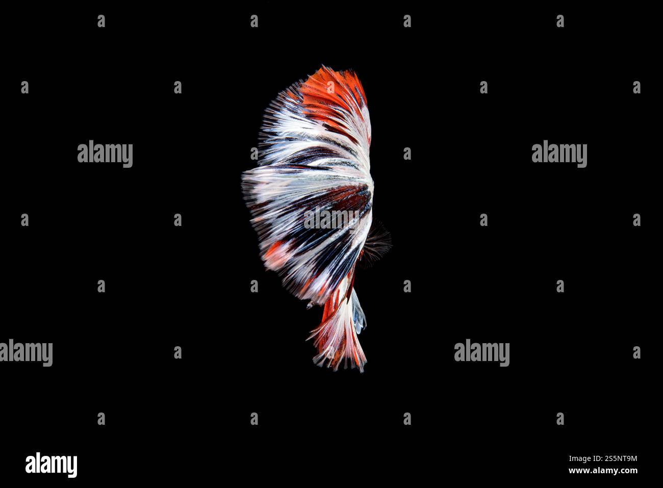 Vista rara dal retro, splendida coda con Betta splendens rosso, blu e bianco, i siamesi che combattono i pesci popolari nel commercio degli acquari. ben noto Foto Stock