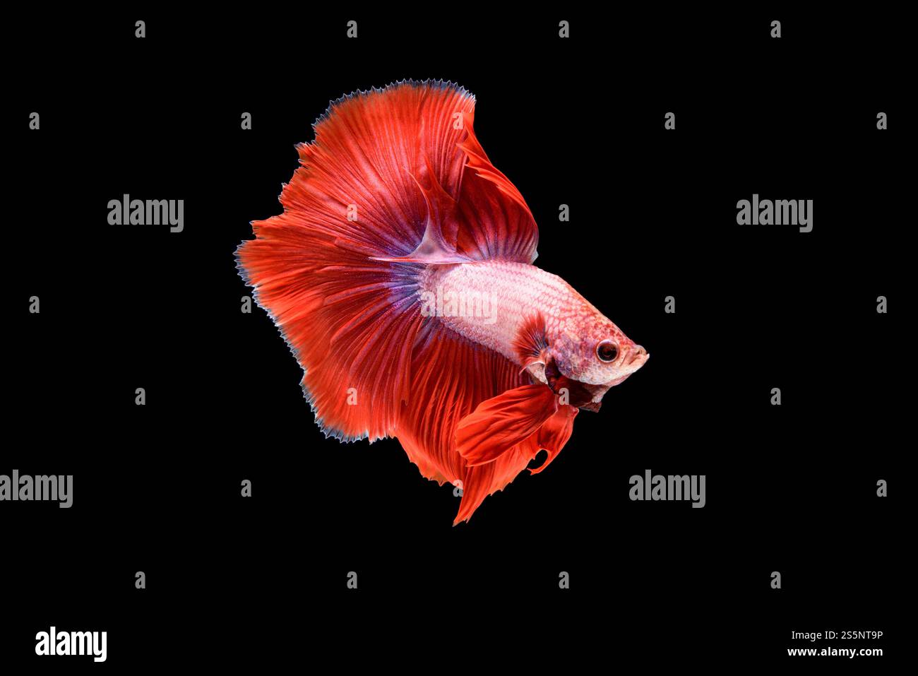 Splendida Betta rossa splendens, pesce siamese combattente o Pla-kad in pesci thailandesi popolari nell'acquario, mostra le propaggini della coda nuotando meravigliosamente, Foto Stock