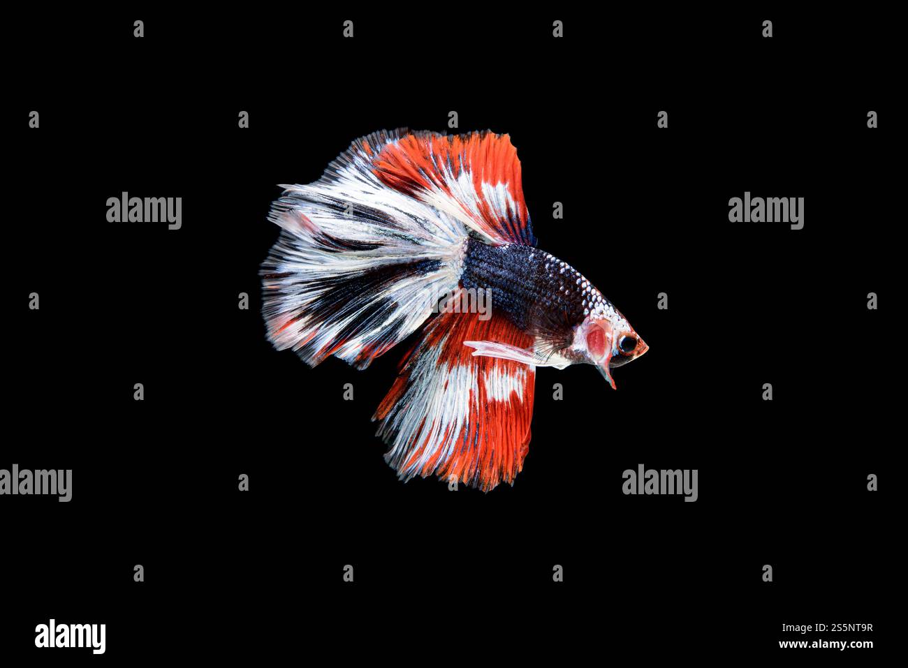 Splendido Betta rosso, blu e bianco splendenti, il pesce combattente siamese comunemente noto come betta è un pesce popolare nel commercio degli acquari. ben noto Foto Stock