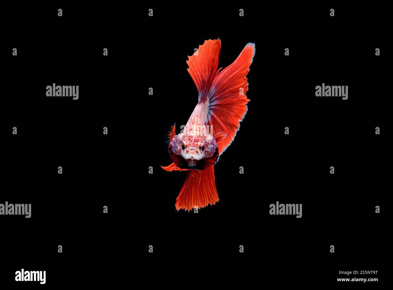 Splendida Betta rossa splendens, pesce siamese combattente o Pla-kad in pesci thailandesi popolari nell'acquario, mostra le propaggini della coda nuotando meravigliosamente, Foto Stock