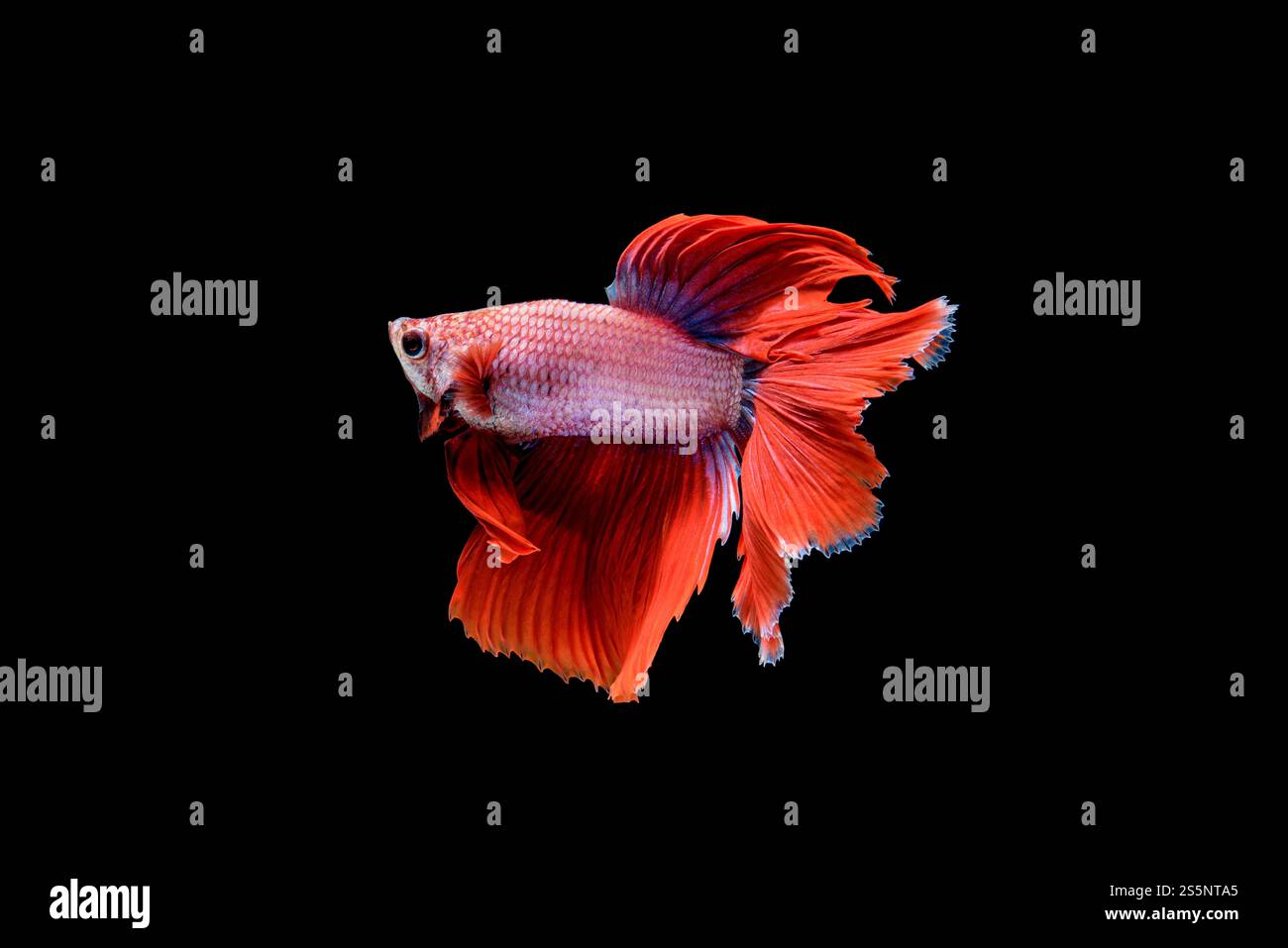 Splendida Betta rossa splendens, pesce siamese combattente o Pla-kad in pesci thailandesi popolari nell'acquario, mostra le propaggini della coda nuotando meravigliosamente, Foto Stock