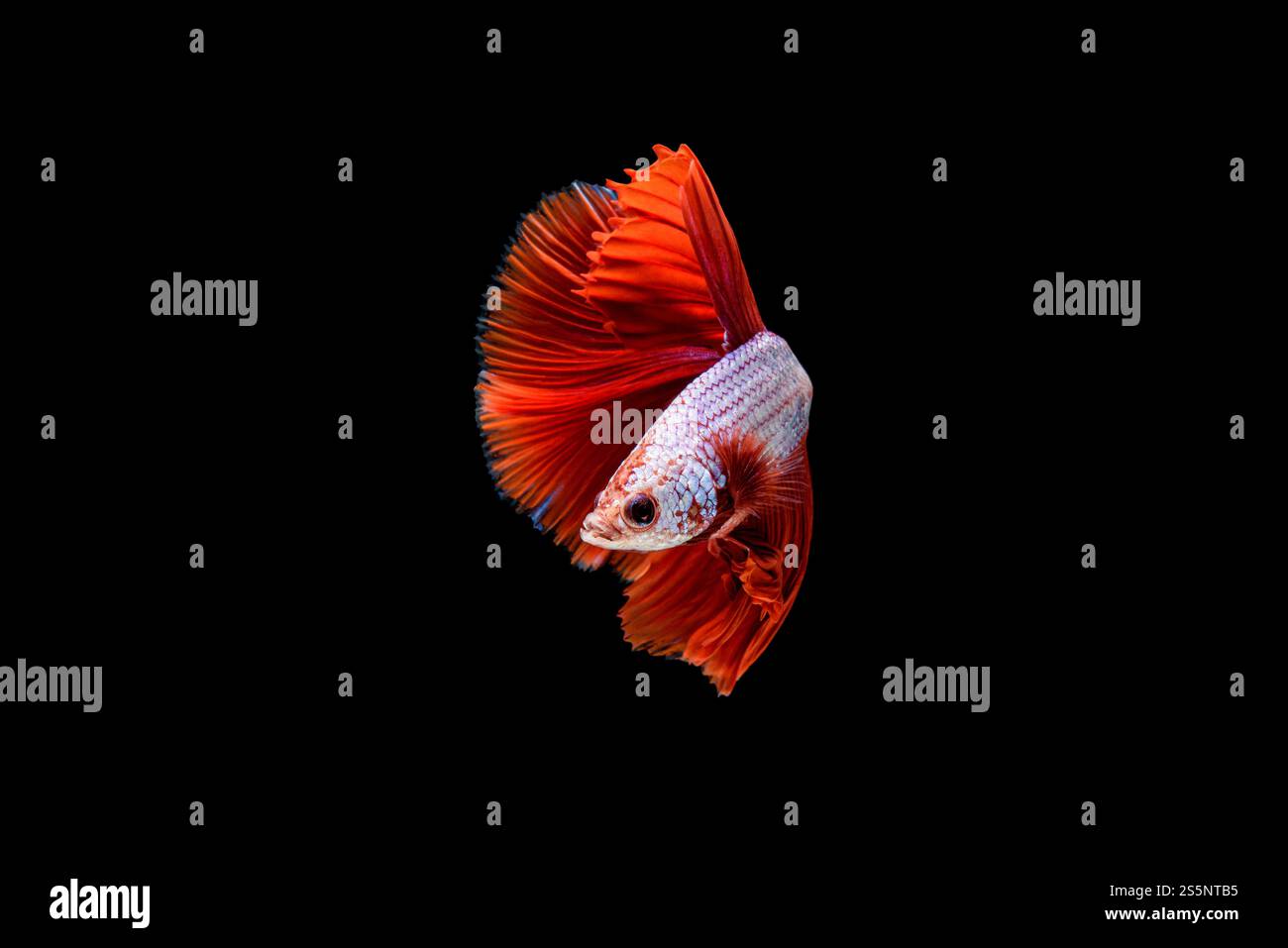 Splendidi Betta splendens rossi e bianchi, pesci siamesi combattenti o Pla-kad in pesci popolari thailandesi nell'acquario, sfoggia le pinne che nuotano Foto Stock