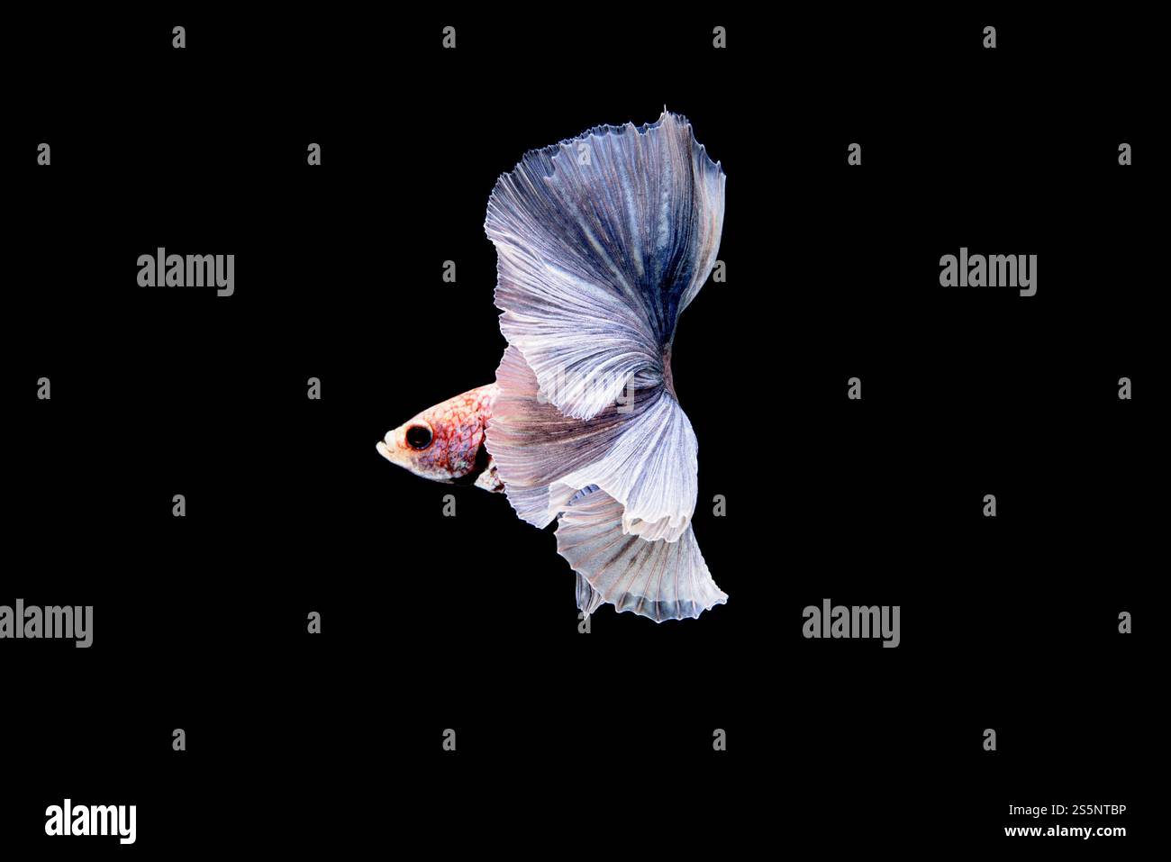 Splendida Betta bianca e blu a mezza luna, pesce combattente siamese o Pla-kad in pesci popolari thailandesi nell'acquario. Mostra la coda bianca mentre Foto Stock