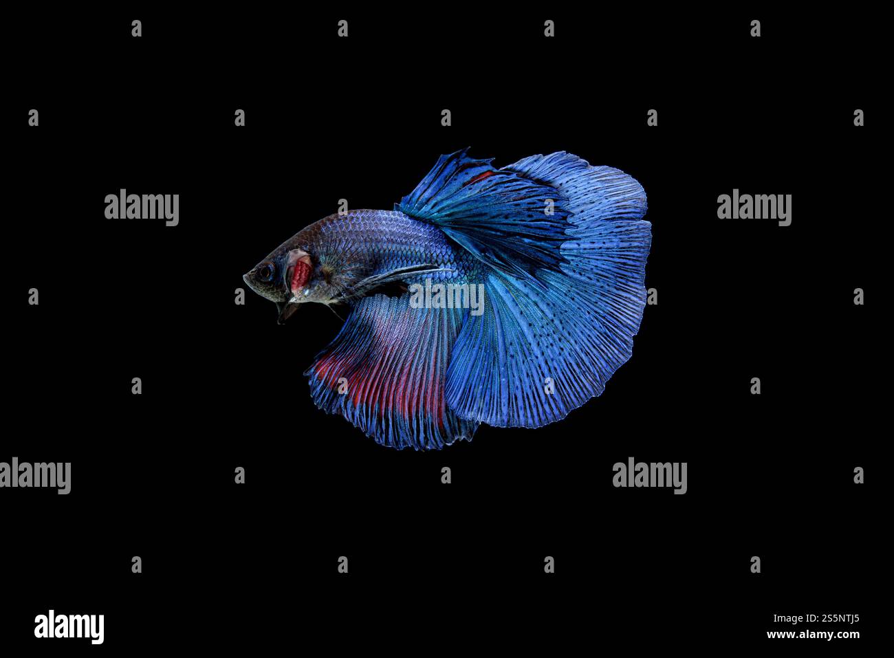 Splendida Betta blu e rossa a mezza luna, pesce combattente siamese o Pla-kat in pesci popolari thailandesi nell'acquario. Mostra le propagazioni della coda mentre Foto Stock