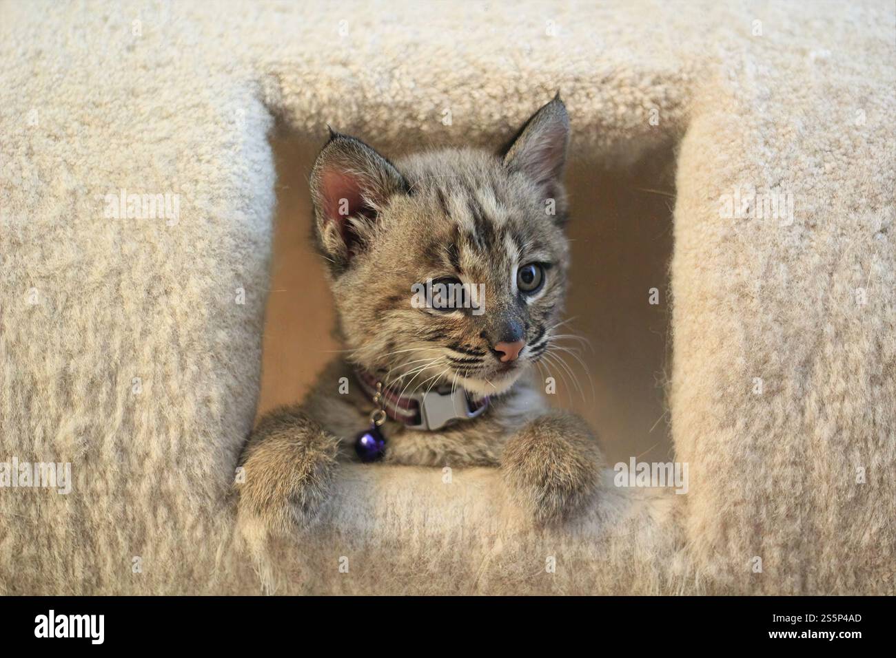 Simpatico gattino con marcature di tabby sbircia fuori da un'accogliente torre di gatto, che mostra giocosa curiosità, ideale per gli amanti degli animali domestici e per il tema degli animali domestici. Foto Stock