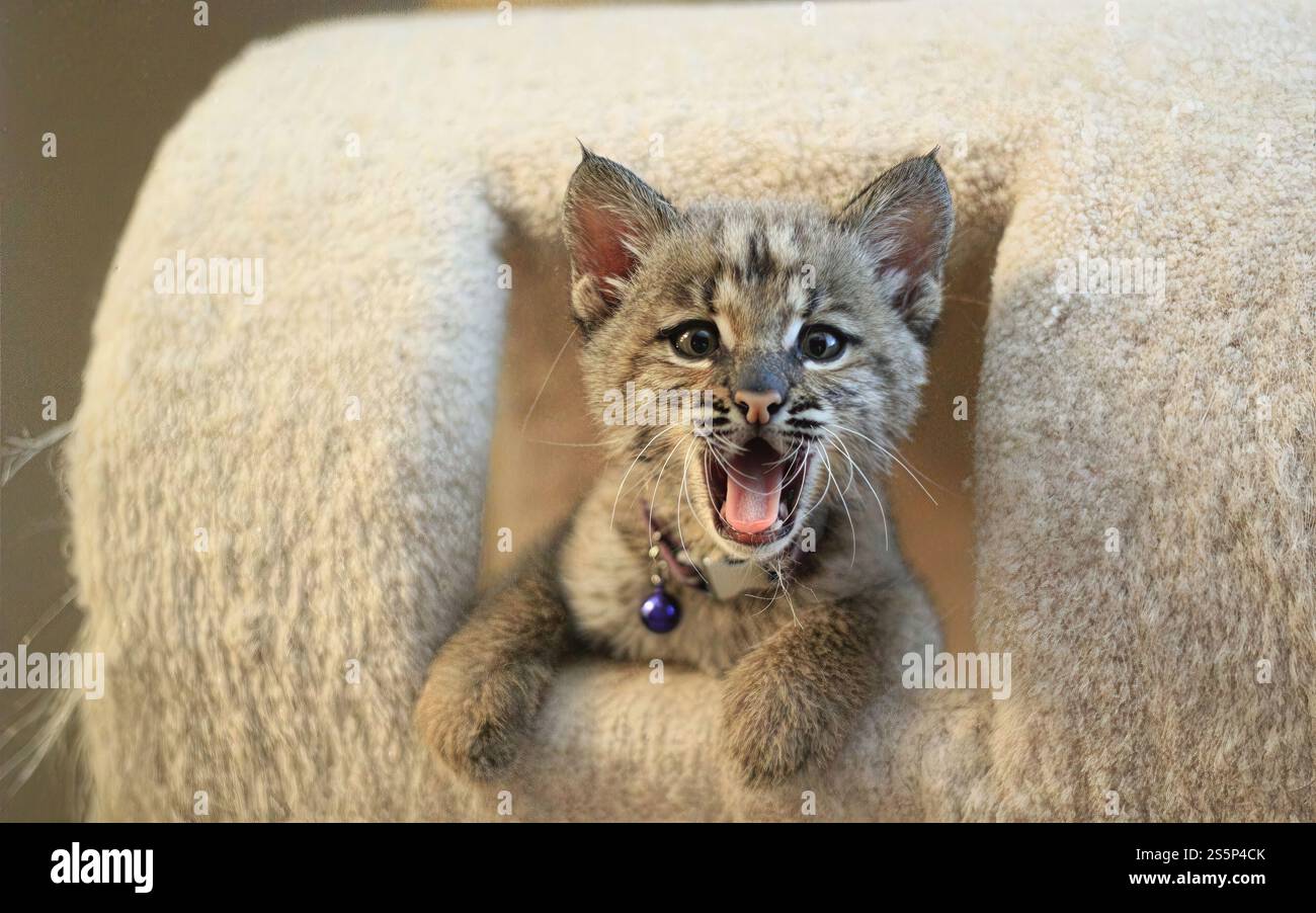 Un piccolo gattino bobcat con occhi ampi ed espressivi giace giocosamente su un albero di gatto beige, bocca aperta in mezzo a sbadiglio. Foto Stock