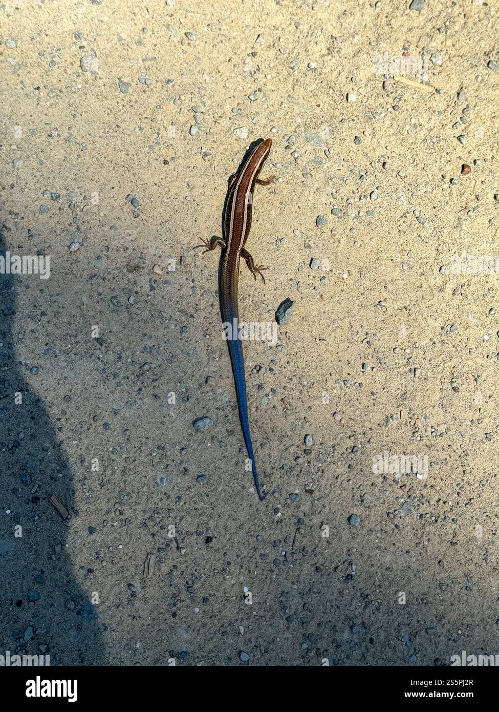 WESTERN Skink si trova sul Phoenix Lake Loop Trail intorno al lago Phoenix vicino a Fairfax nella contea di Marin, California. Foto Stock