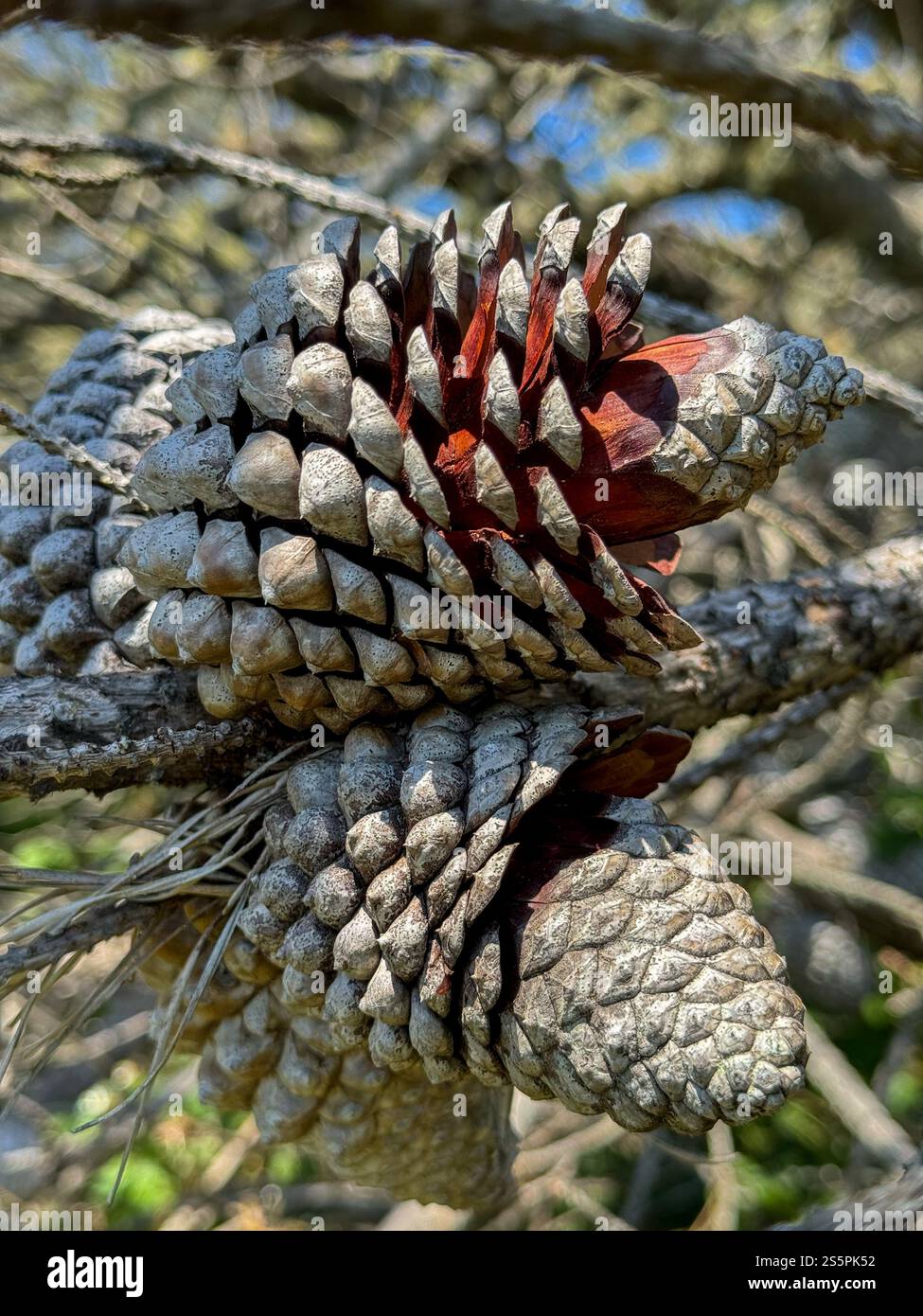 Pino sulla strada per il faro Point Arena, vicino a Point Arena, California. Foto Stock