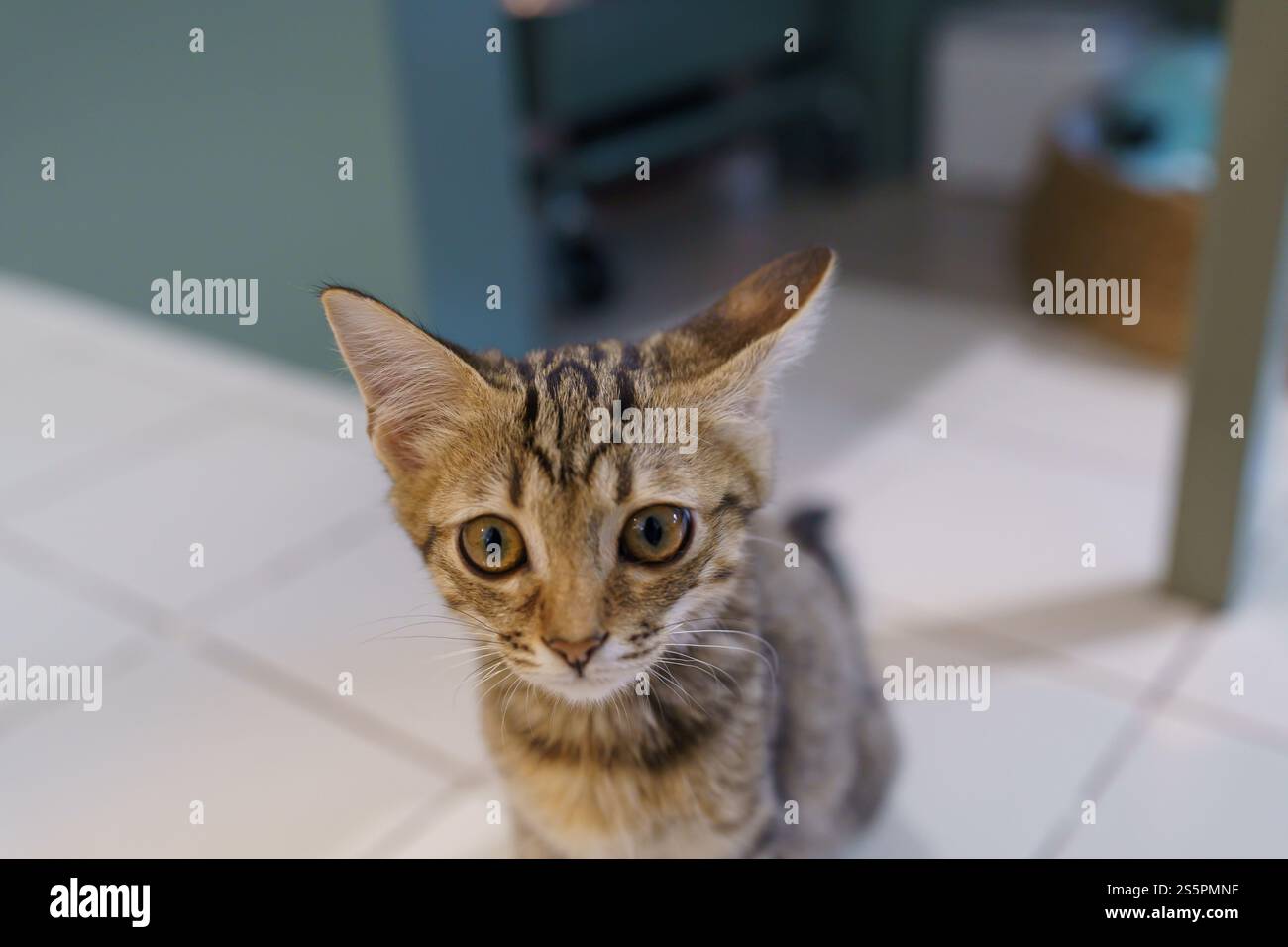 Piccoli cuccioli di marrone gattino degli animali carini in casa Foto Stock