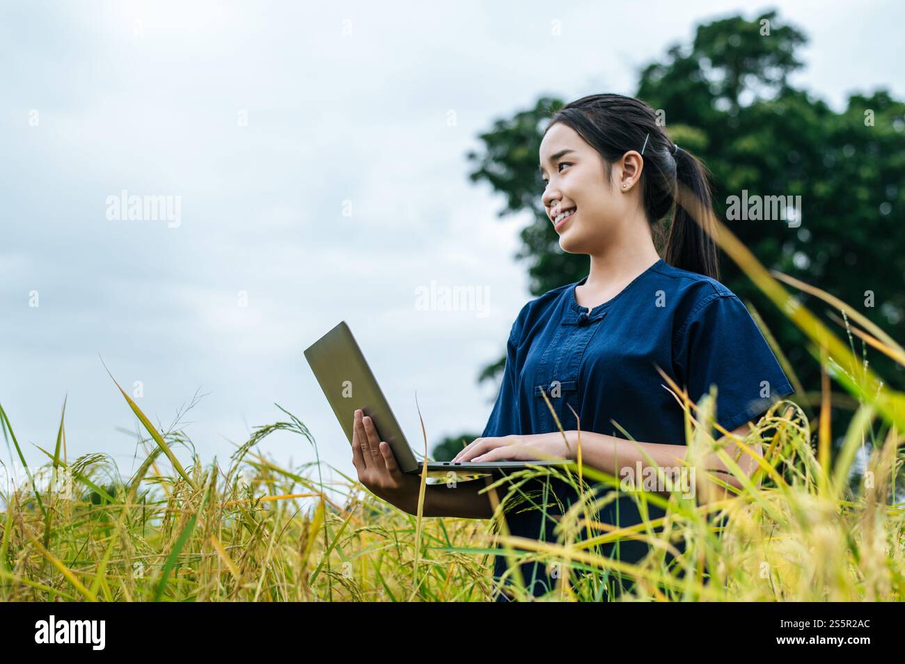 Agricoltore asiatico con tecnologia agricola intelligente e agricoltura biologica, utilizzando la ricerca sul computer portatile nel settore del riso biologico Foto Stock