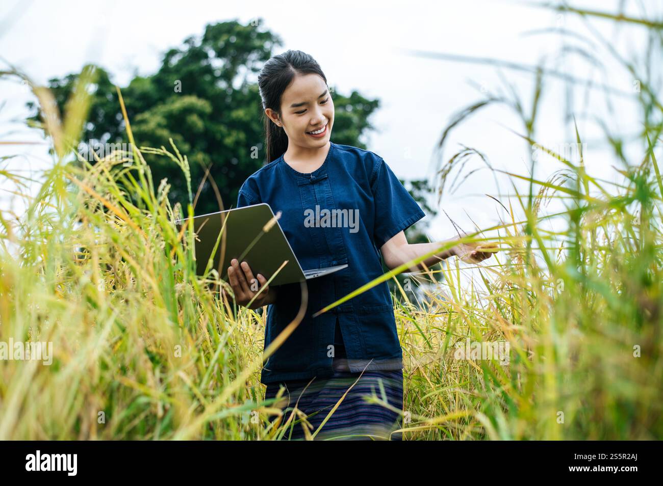 Agricoltore asiatico con tecnologia agricola intelligente e agricoltura biologica, utilizzando la ricerca sul computer portatile nel settore del riso biologico Foto Stock