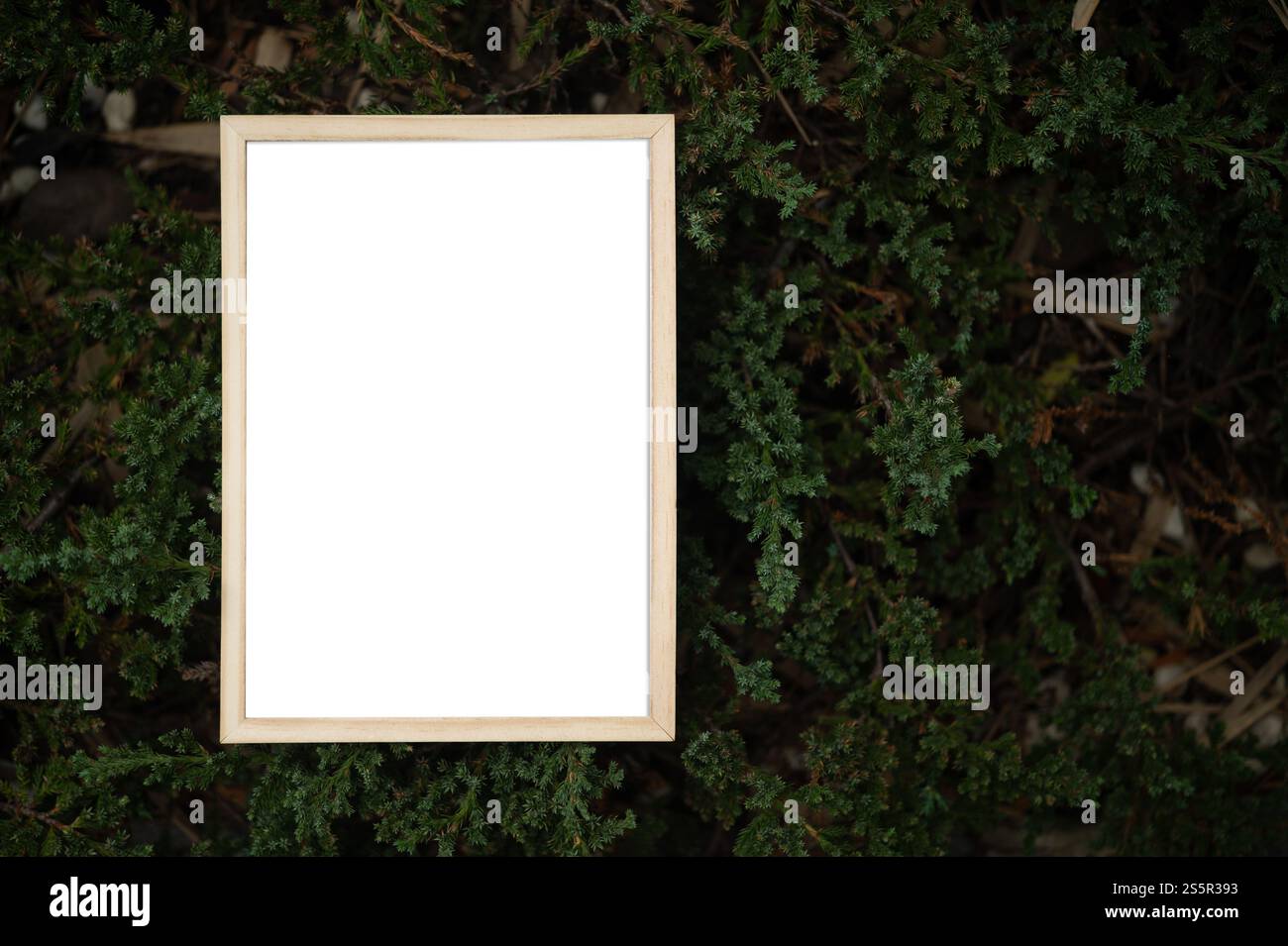 Una cornice bianca su un albero Foto Stock