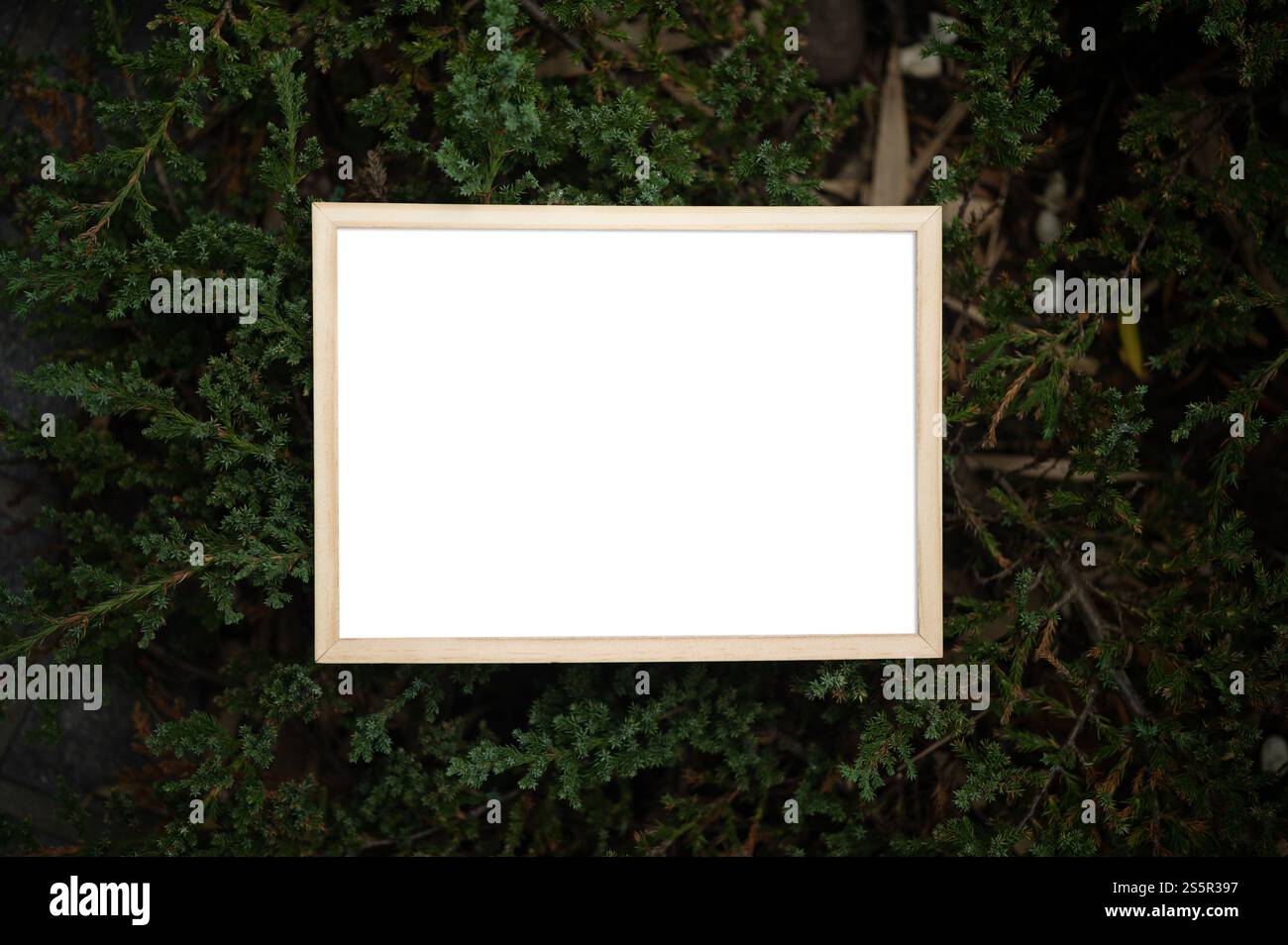 Una cornice bianca su un albero Foto Stock