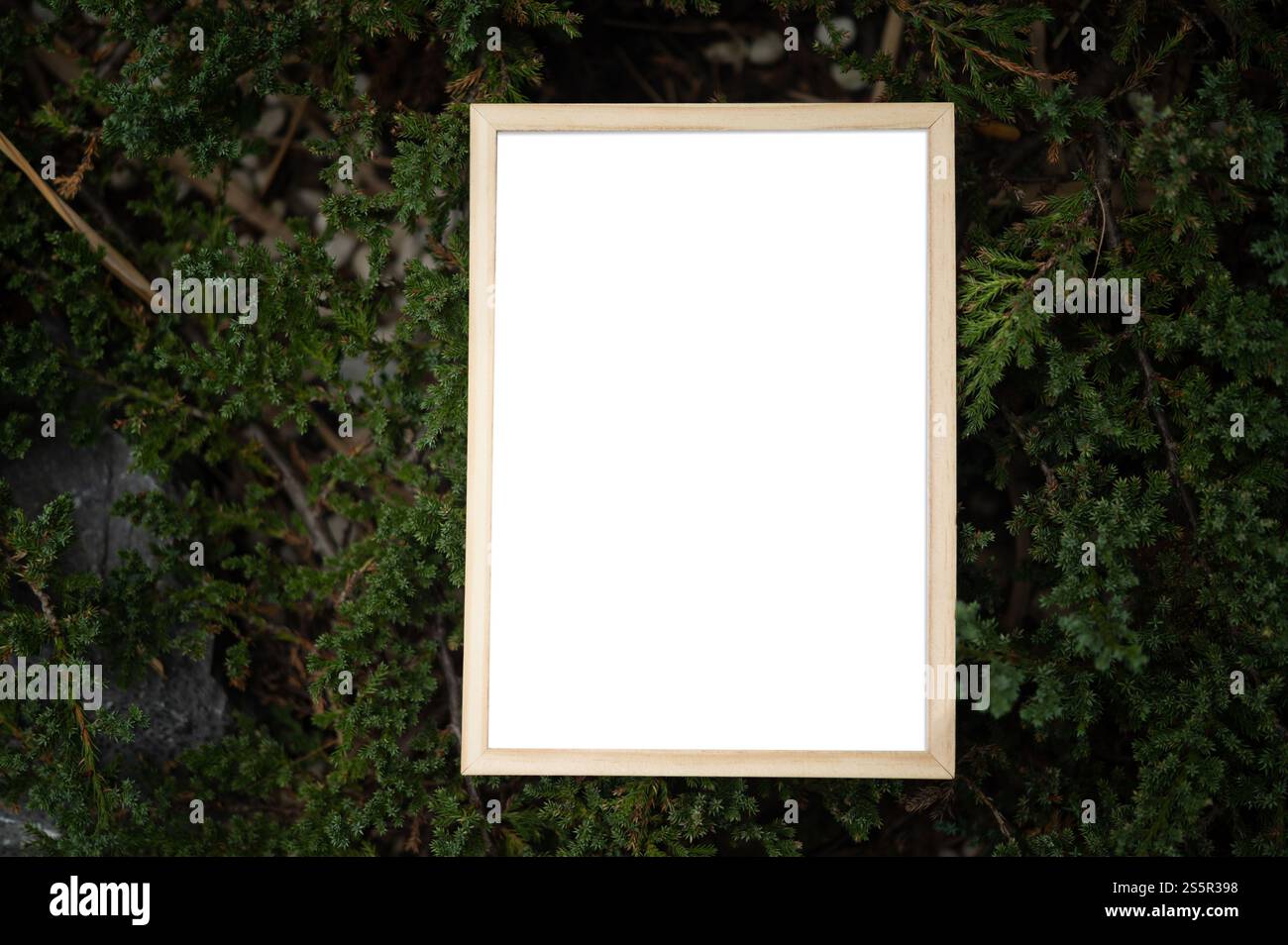 Una cornice bianca su un albero Foto Stock