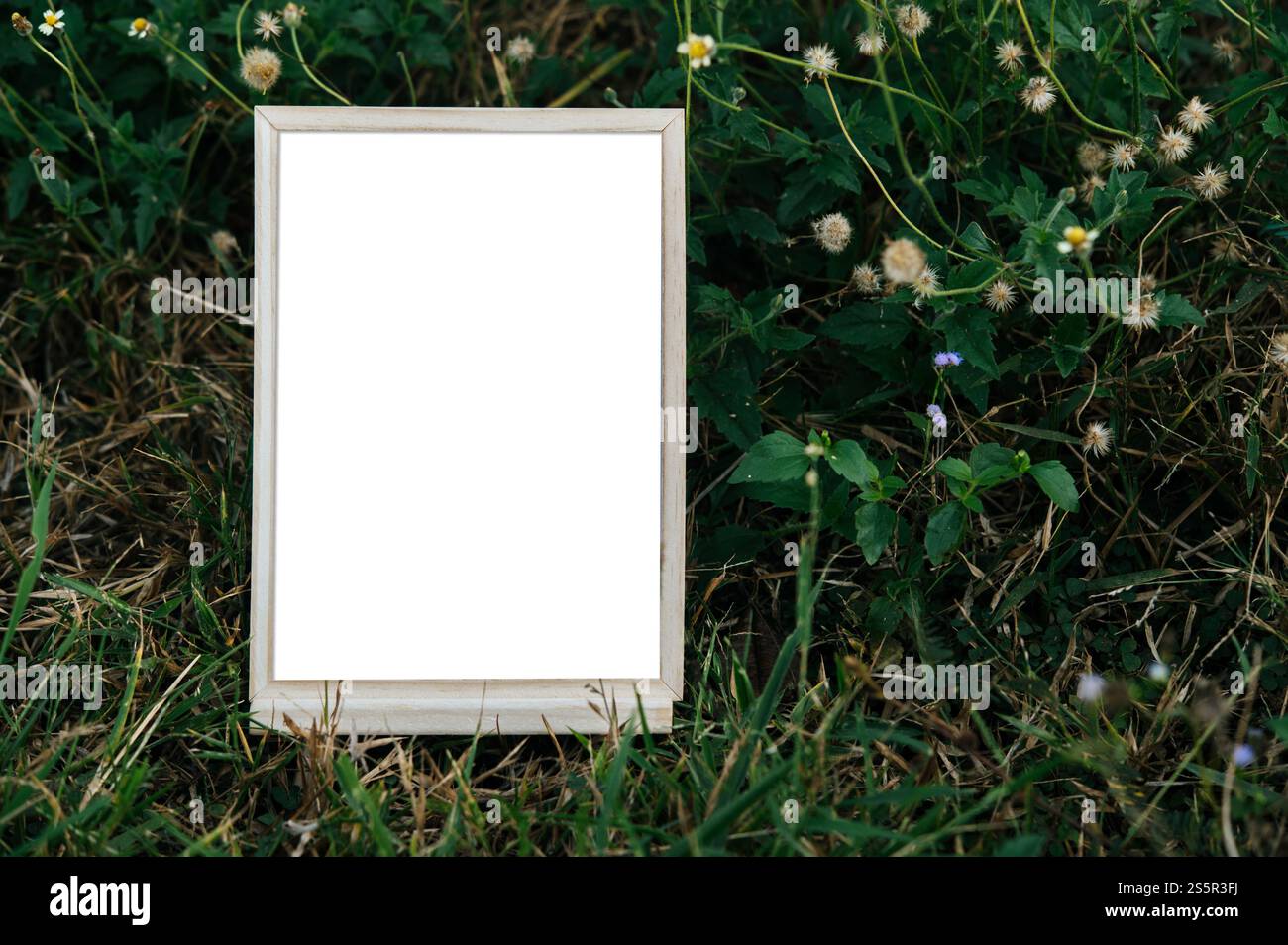 Una cornice bianca su un albero Foto Stock