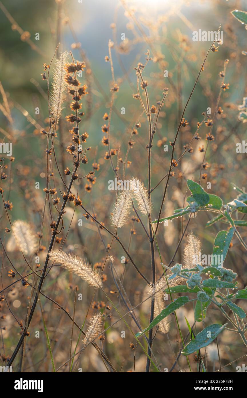 Primo piano di alghe di capra, erba piumata e teste di semi bruni illuminate dal bagliore dorato del sole mattutino. Foto Stock