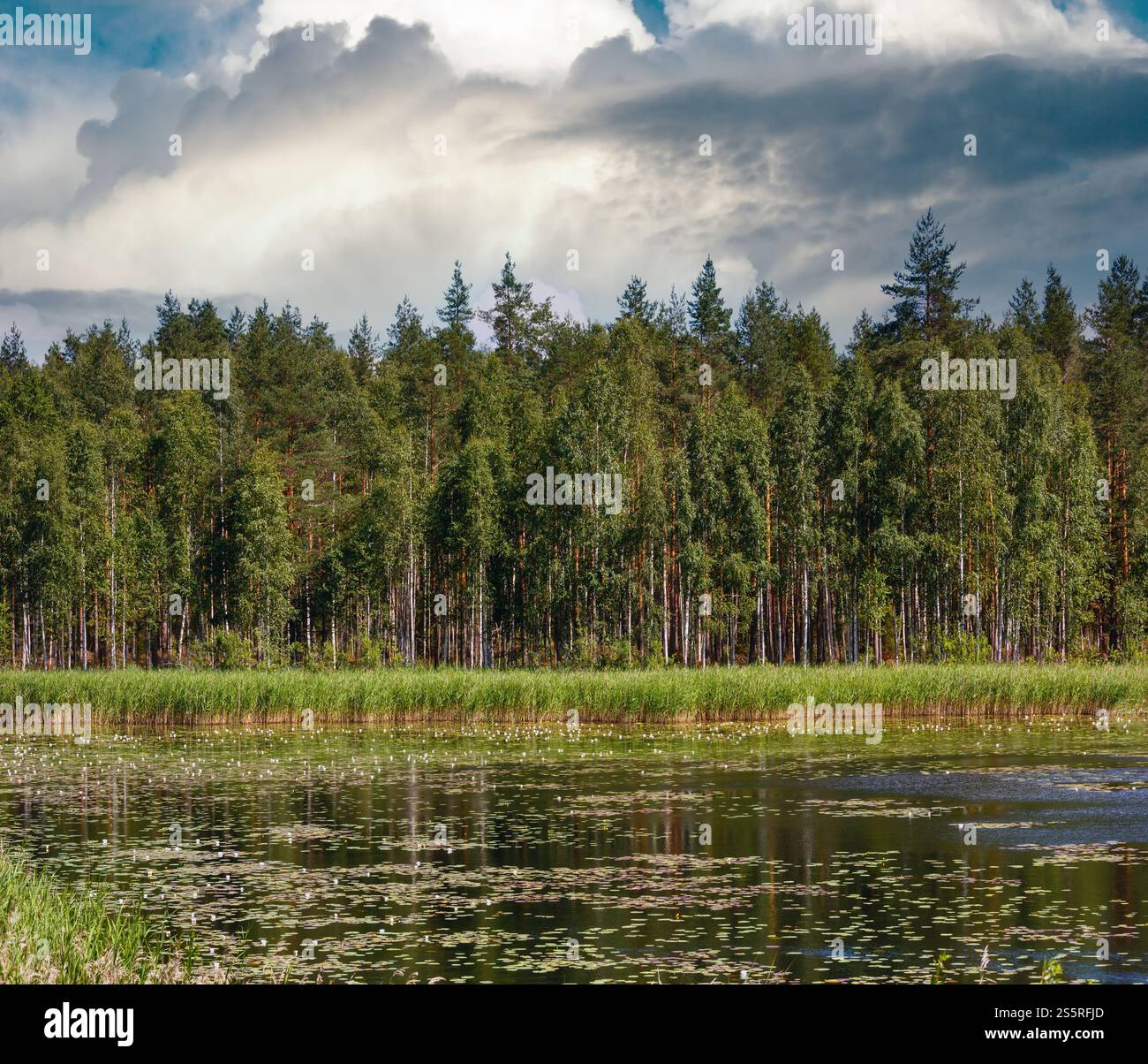 Il lago di Ruotsalainen summer view con acqua lilys sulla superficie (vicino Hevossaari, Finlandia). Foto Stock