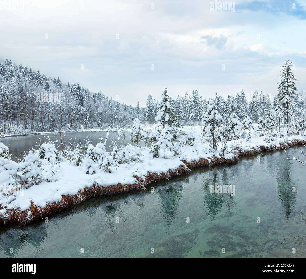 Piccolo flusso invernale con alberi innevati sulla banca. Foto Stock
