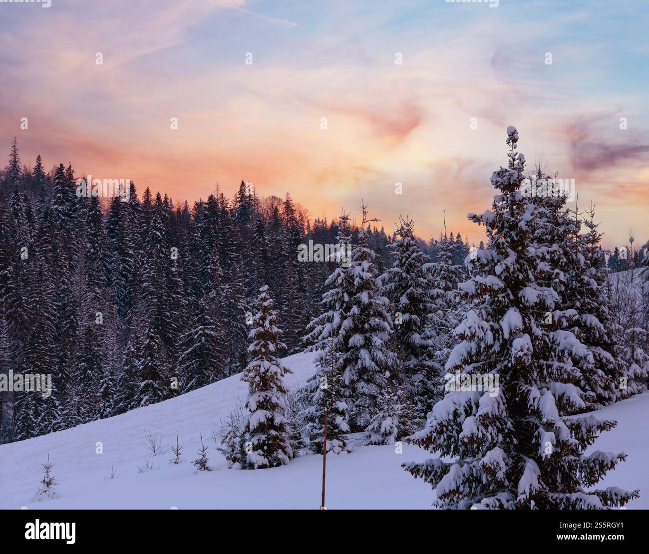 Cielo di sera con la nuvola rosa durante l'inverno ucraino Montagne dei Carpazi. Foto Stock