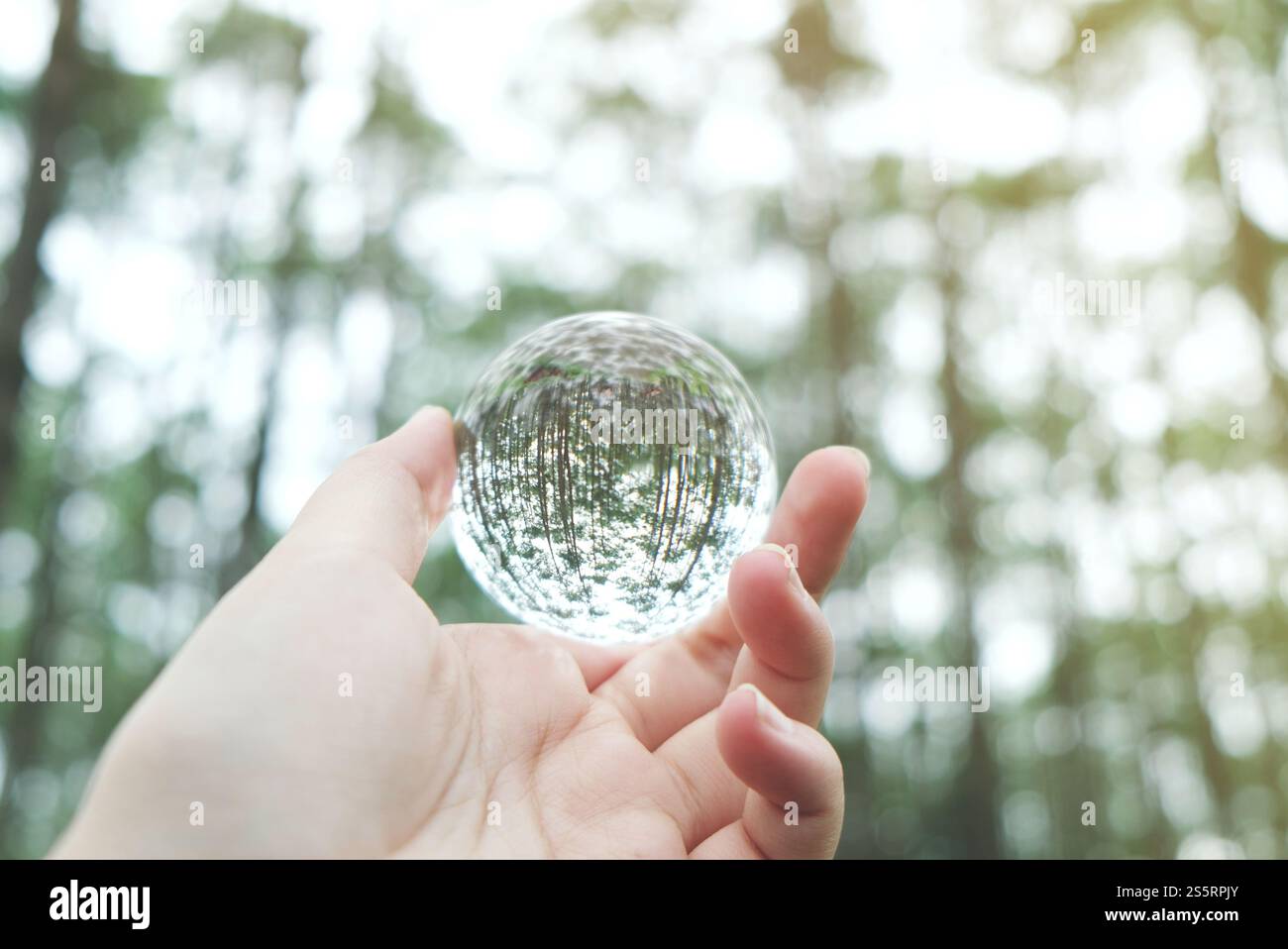Salvare il mondo. Giorno della terra. Risparmio energetico. Concetto di risparmio mondiale. Palla di cristallo nel Parco Nature Pine Foto Stock