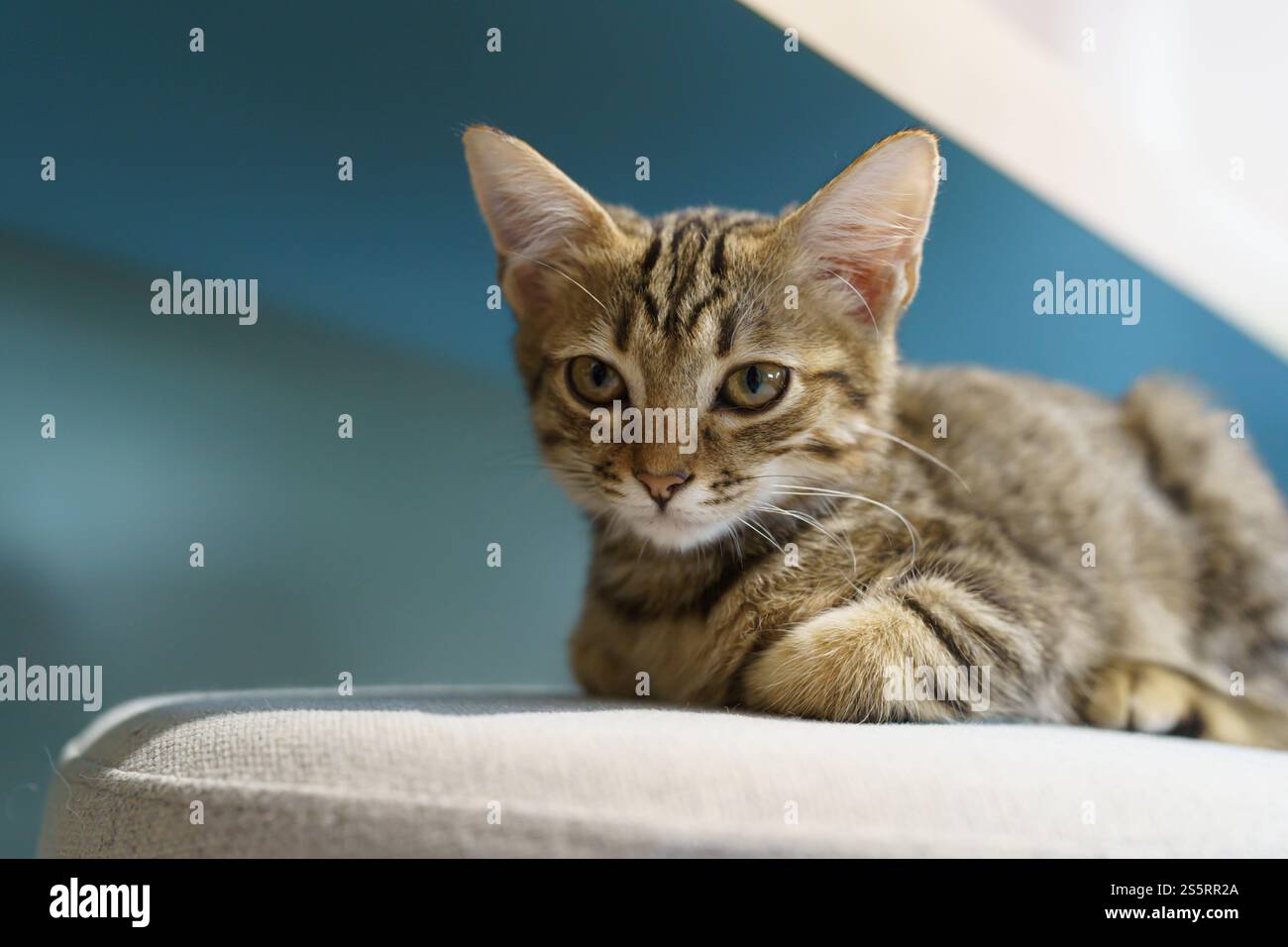 Piccoli cuccioli di marrone gattino degli animali carini in casa Foto Stock