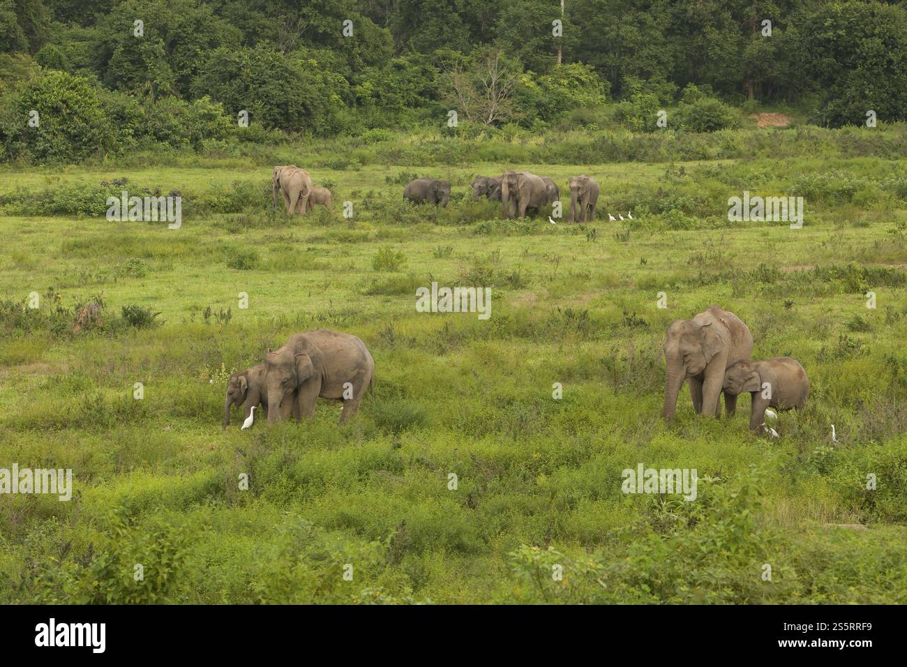 Elefanti indiani (Elephas maximus indicus), Khiri Khan, Hua Hin, Parco nazionale di Kui Buri, Thailandia, Asia Foto Stock