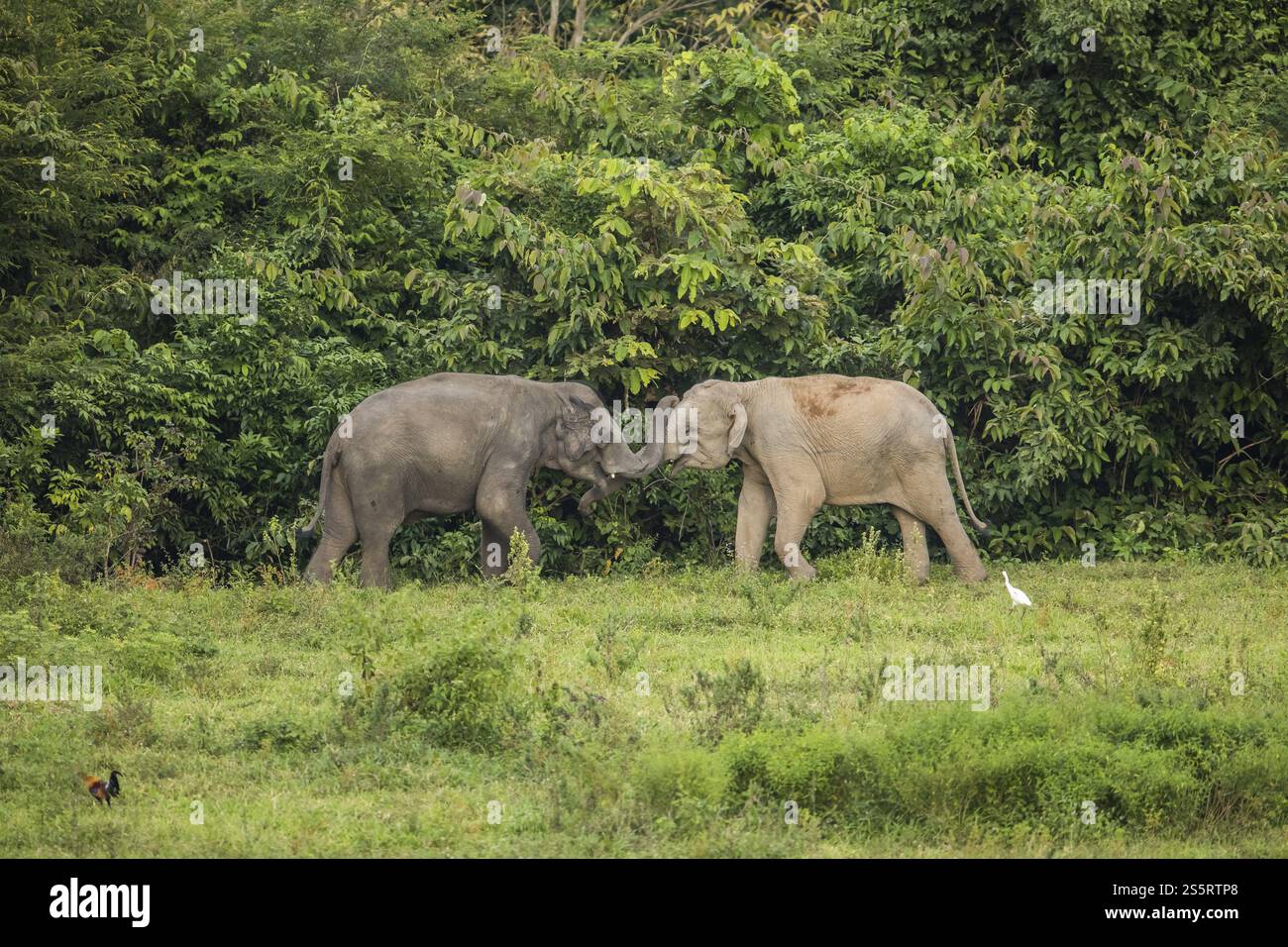 Elefanti indiani (Elephas maximus indicus), Khiri Khan, Hua Hin, Parco nazionale di Kui Buri, Thailandia, Asia Foto Stock