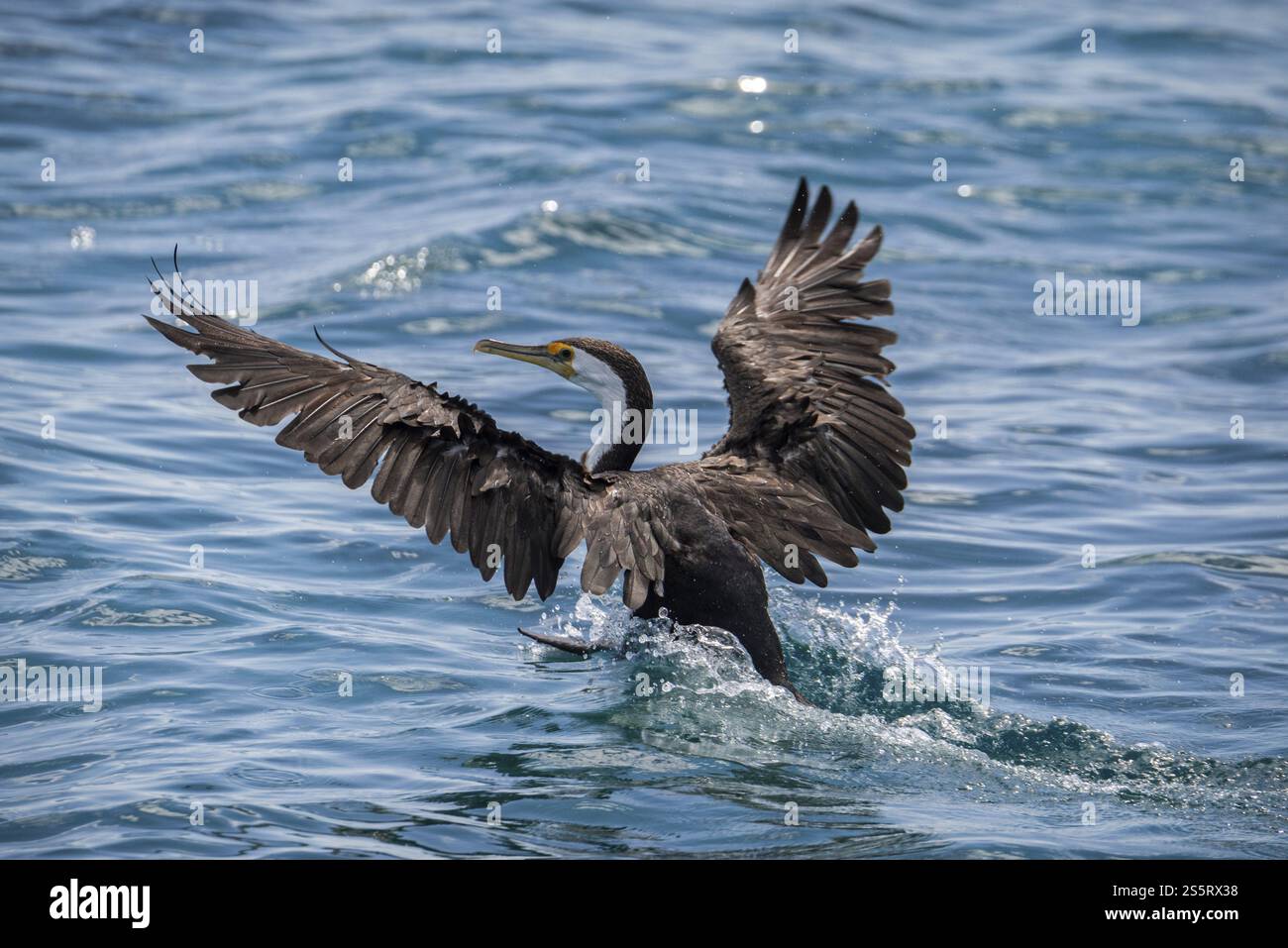 Phalacrocorax varius, noto anche come cormorano magpie, Starts, Monkey mia, Shark Bay, Australia Occidentale, Australia, Oceania Foto Stock