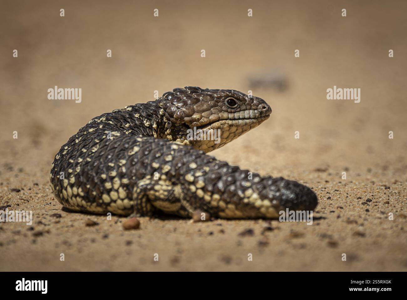 Skink tongued blu o Skink shingle-backed, noto anche come lucertola del cono di pino (Tiliqua rugosa), Thundelarra, Australia Occidentale, Australia, Oceania Foto Stock