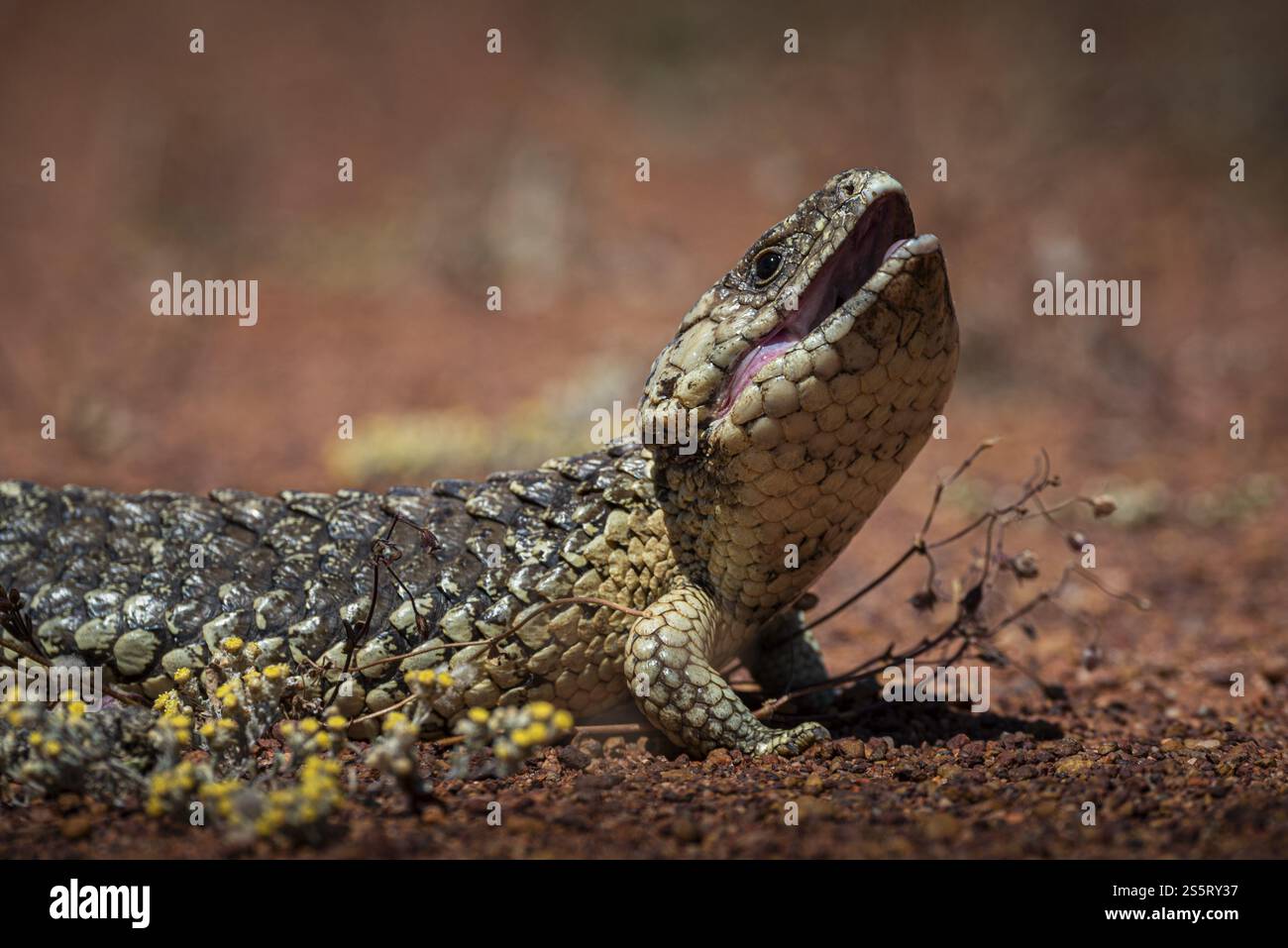 Skink tongued blu o Skink shingle-backed, noto anche come lucertola del cono di pino (Tiliqua rugosa), Thundelarra, Australia Occidentale, Australia, Oceania Foto Stock