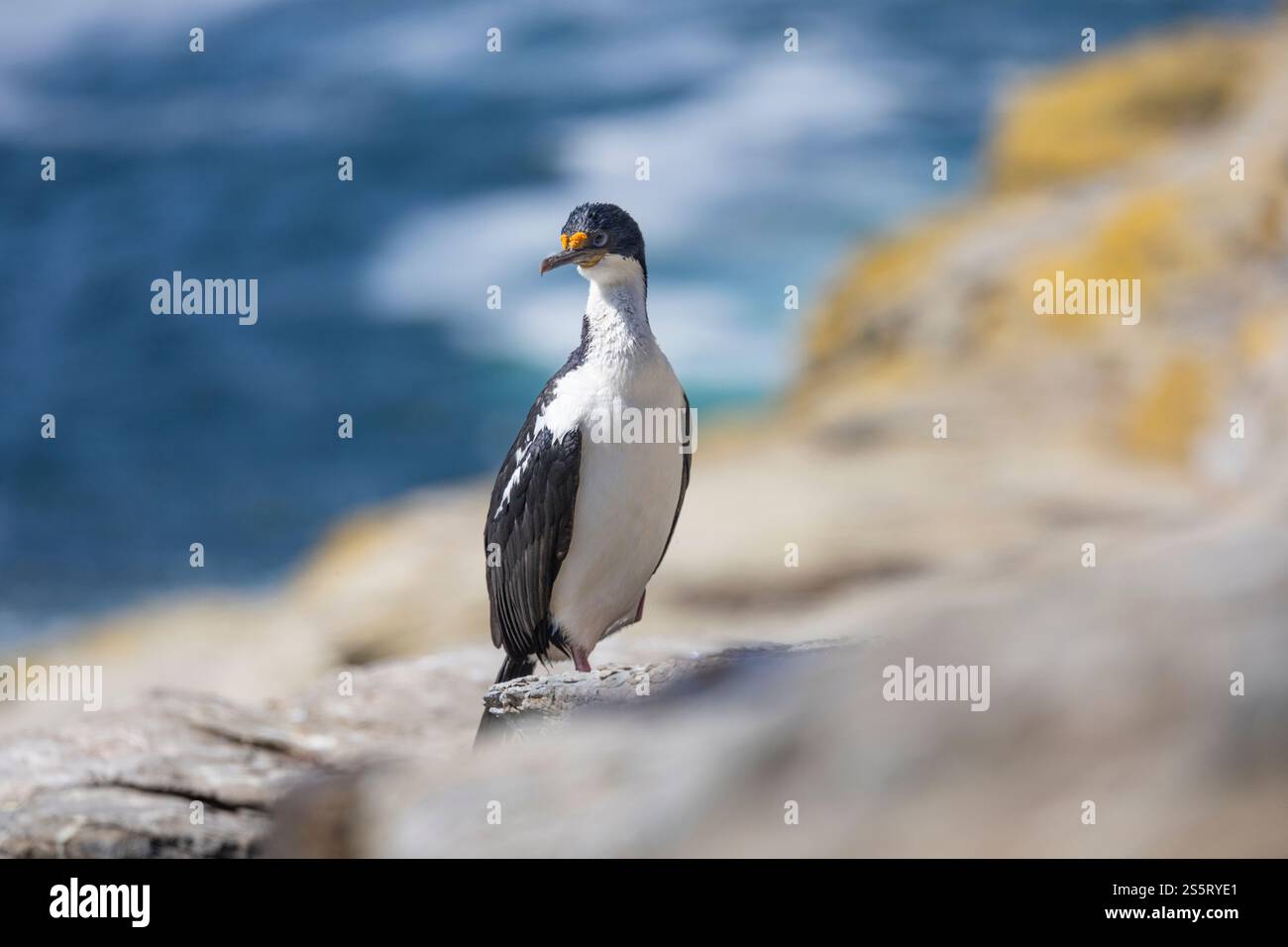Cormorano reale sull'isola di Saunders, Isole Falkland Foto Stock