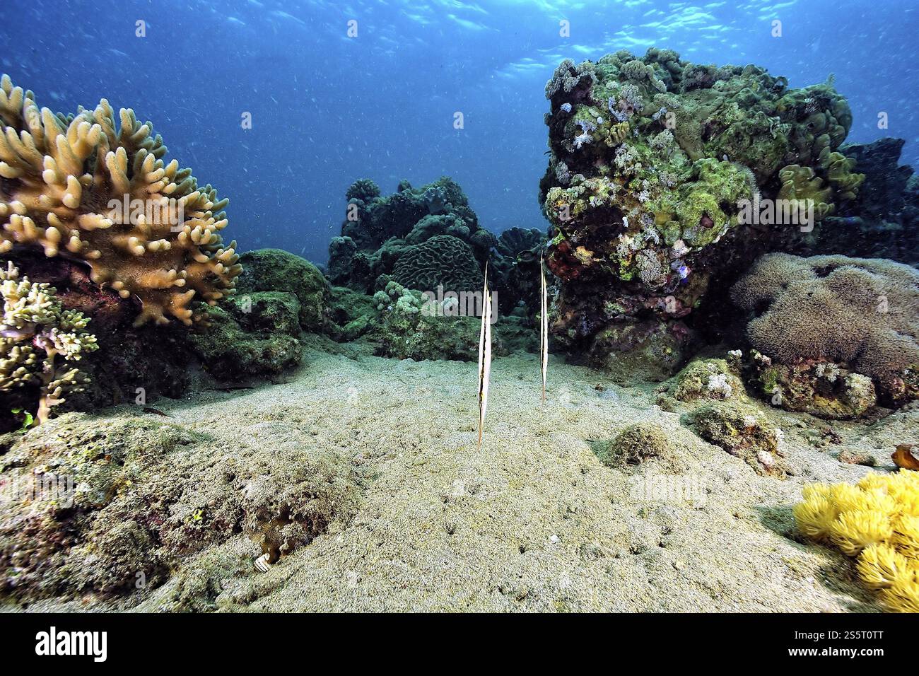 Una foto di qualche pesce rasoio nella barriera corallina Foto Stock