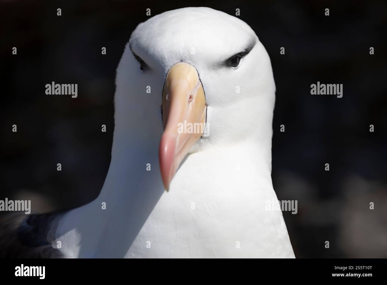 Albatross (Thalassarche melanophris), Isola di Saunders, Isole Falkland Foto Stock