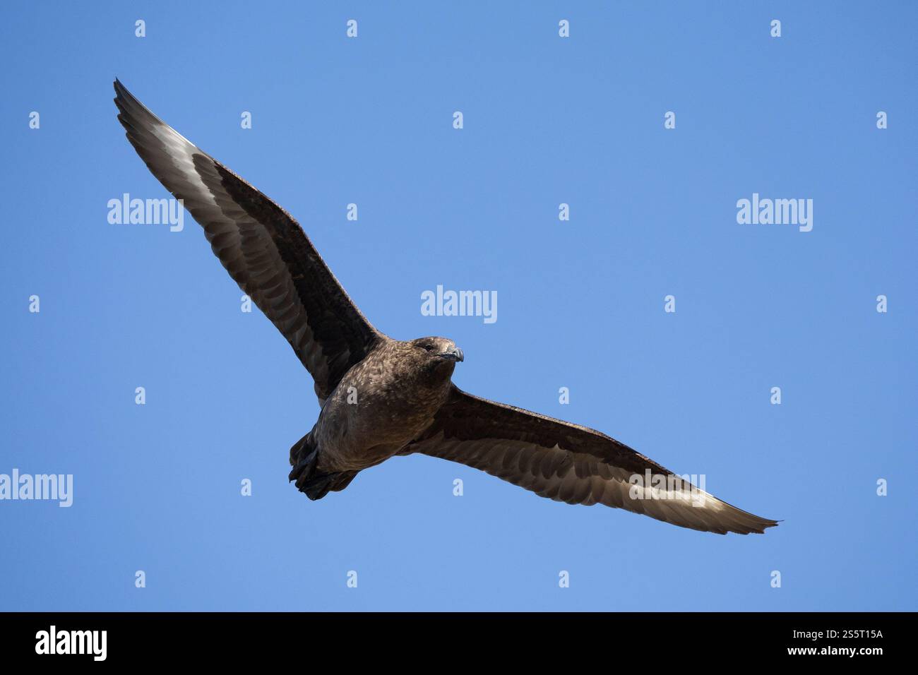 Isola di Saunders, Isole Falkland Foto Stock