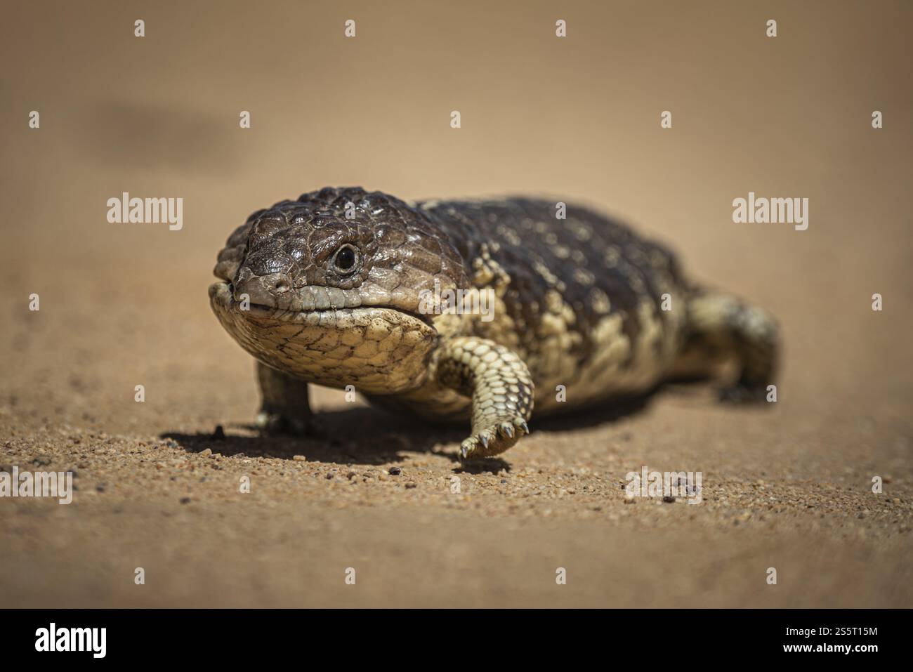 Skink tongued blu o Skink shingle-backed, noto anche come lucertola del cono di pino (Tiliqua rugosa), Thundelarra, Australia Occidentale, Australia, Oceania Foto Stock
