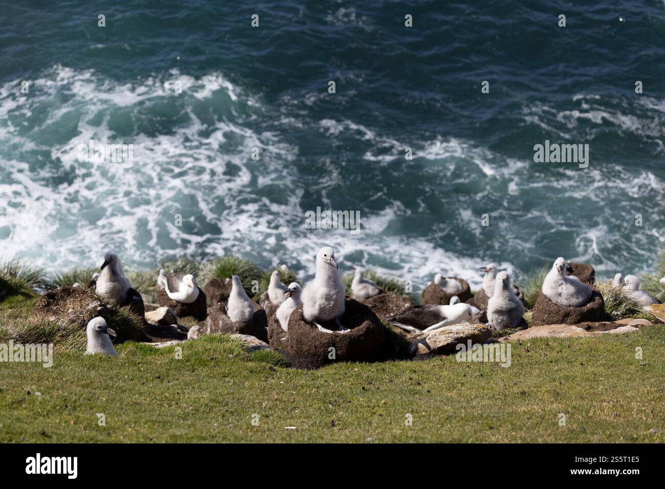Colonia di Albatross (Thalassarche melanophris), Isola di Saunders, Isole Falkland Foto Stock